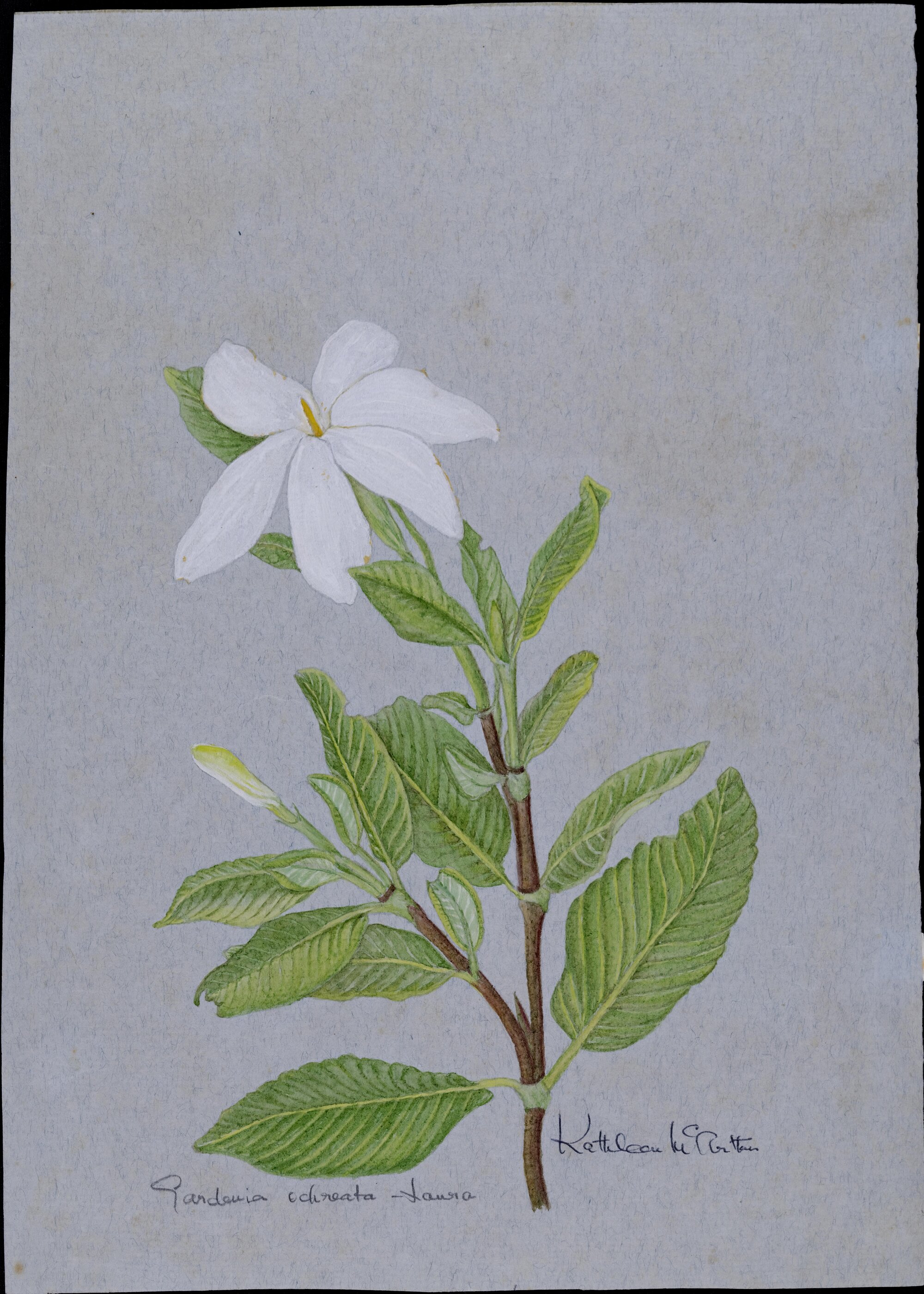 Gardenia ochreata - Laura