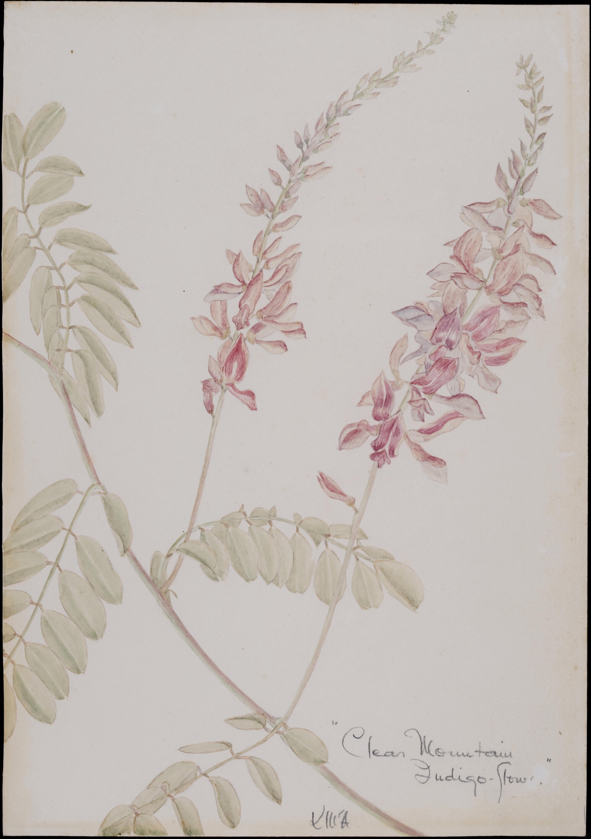 "Clear Mountain Indigo Flower" - Indigofera pratensis