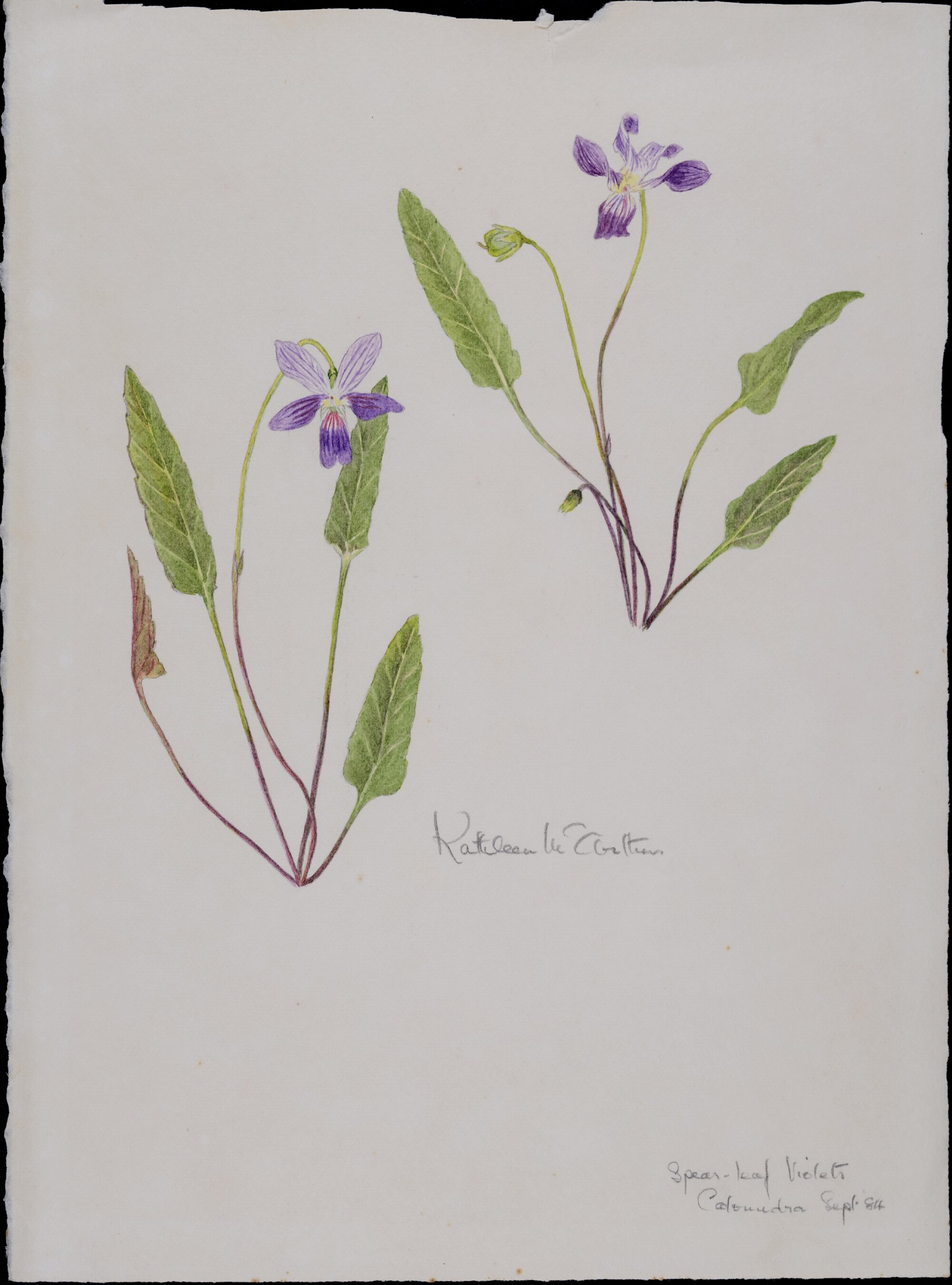 Spear-leaf Violets, Caloundra