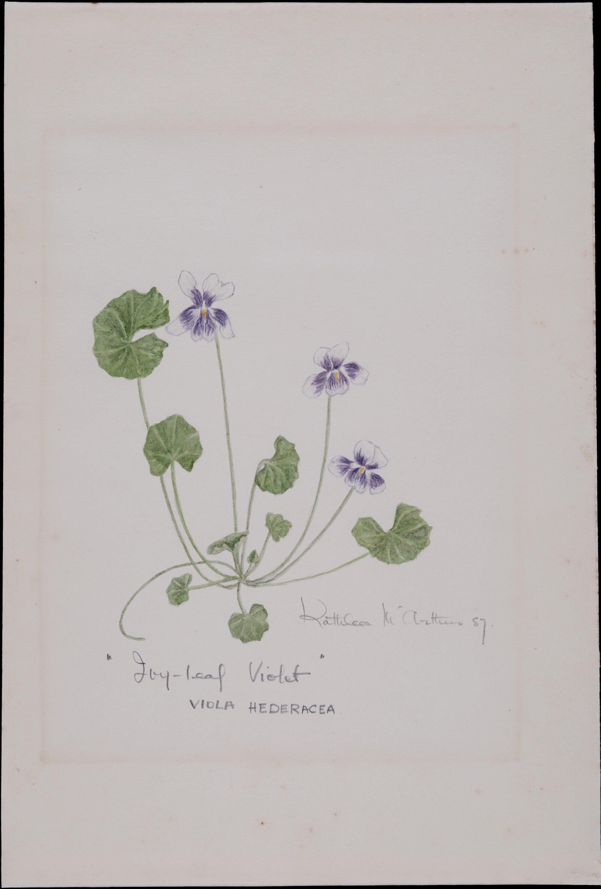 "Ivy-leaf Violet" - Viola Hederacea