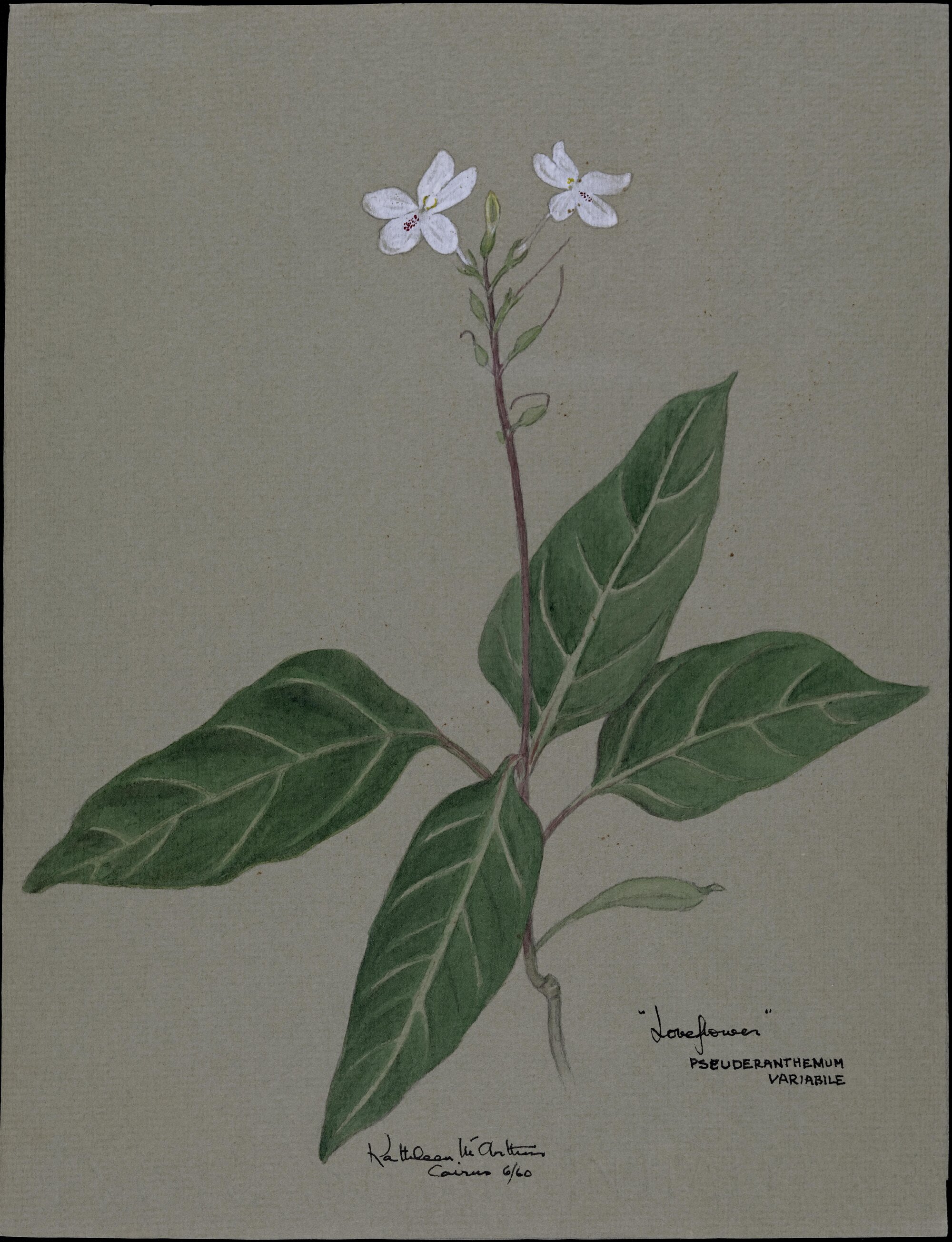 "Loveflowers" - Pseuderanthemum Variabile
