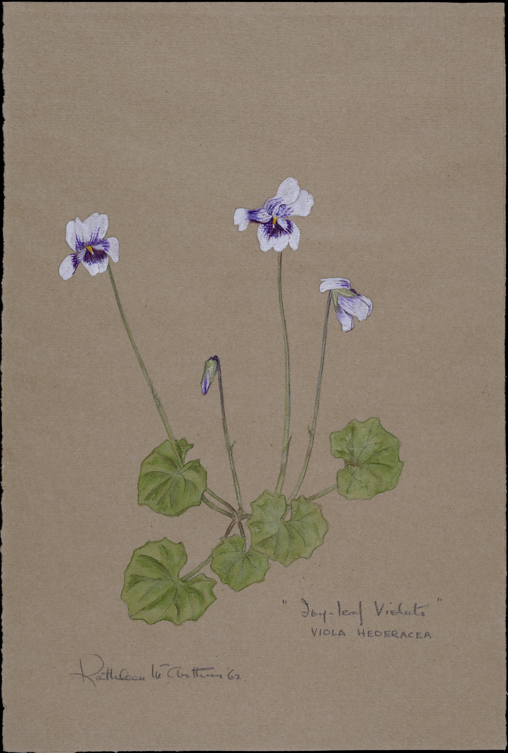 "Ivy-leaf Violets" - Viola Hederacea
