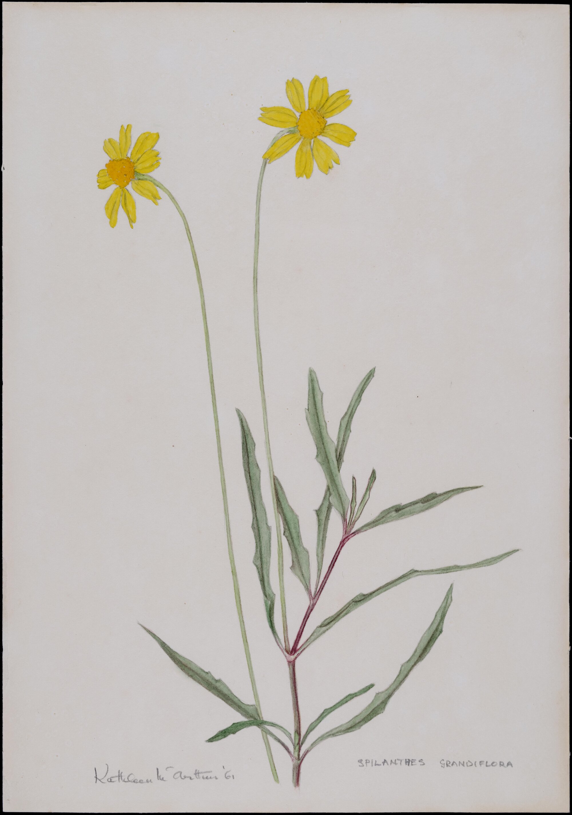 Spilantres Grandiflora