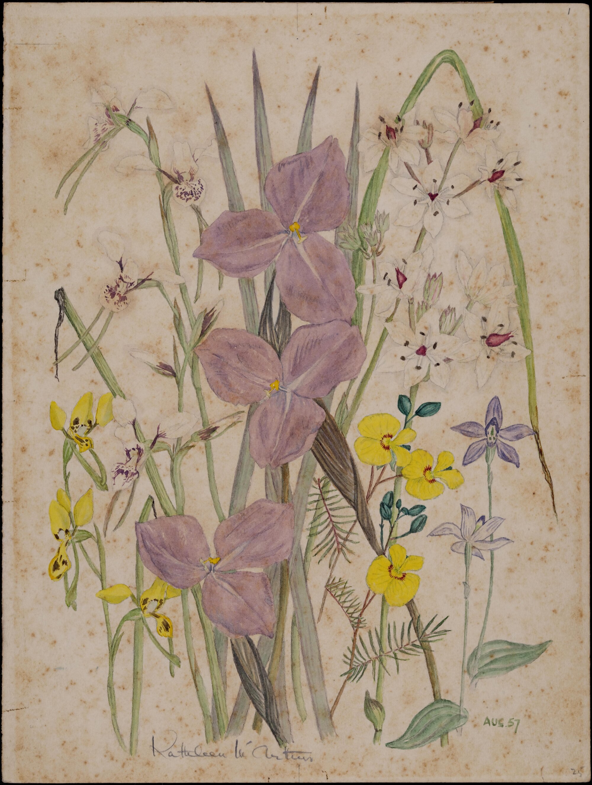 Untitled - mixed flowers (Orchids- yellow and white, Iris - purple)