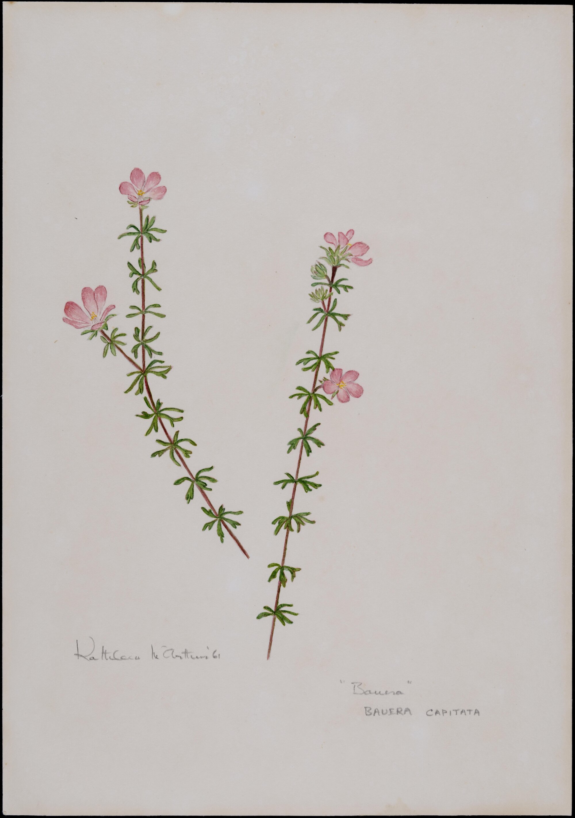 "Bauera" - Bauera capitata