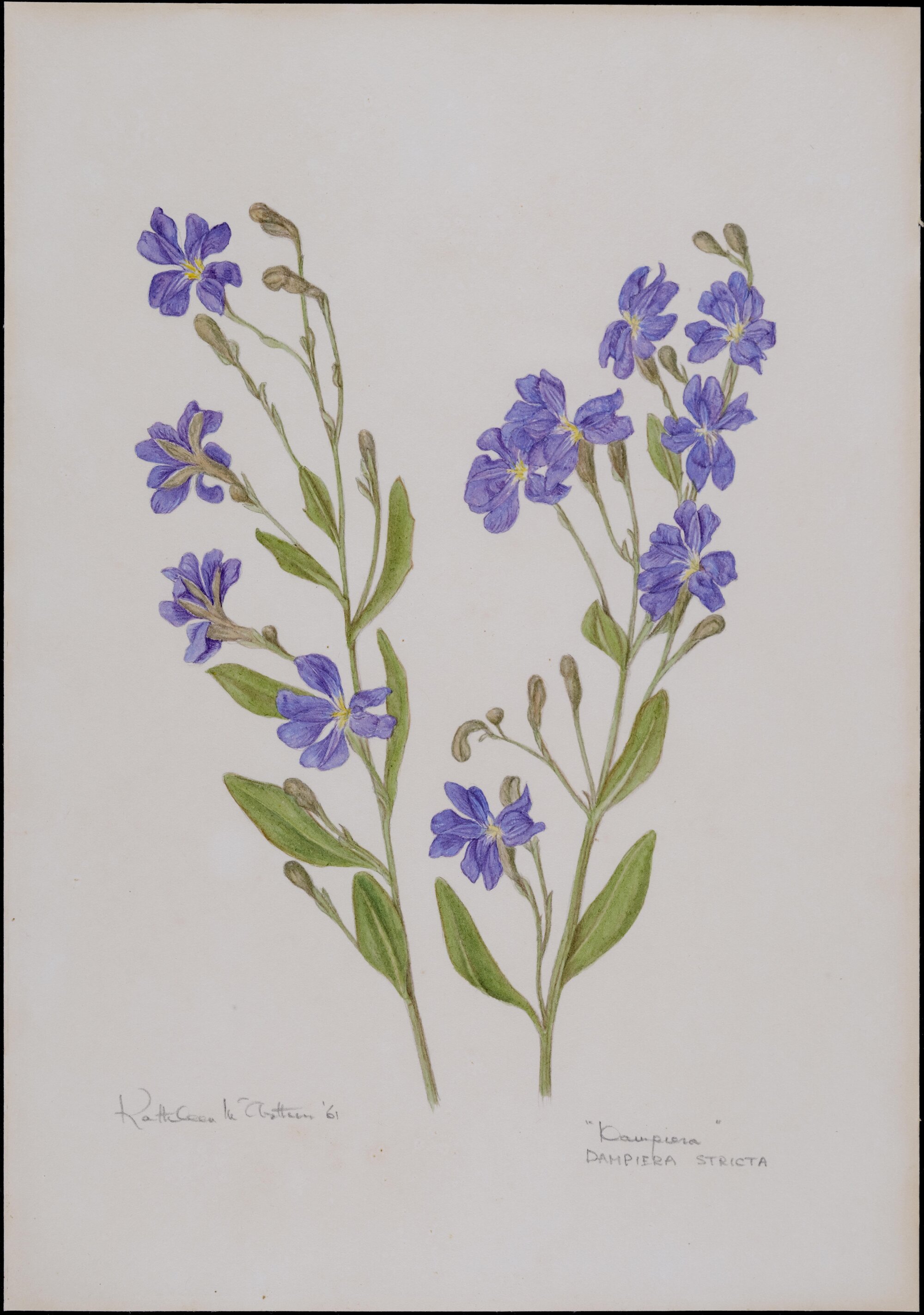 "Dampiera" - Dampiera stricta