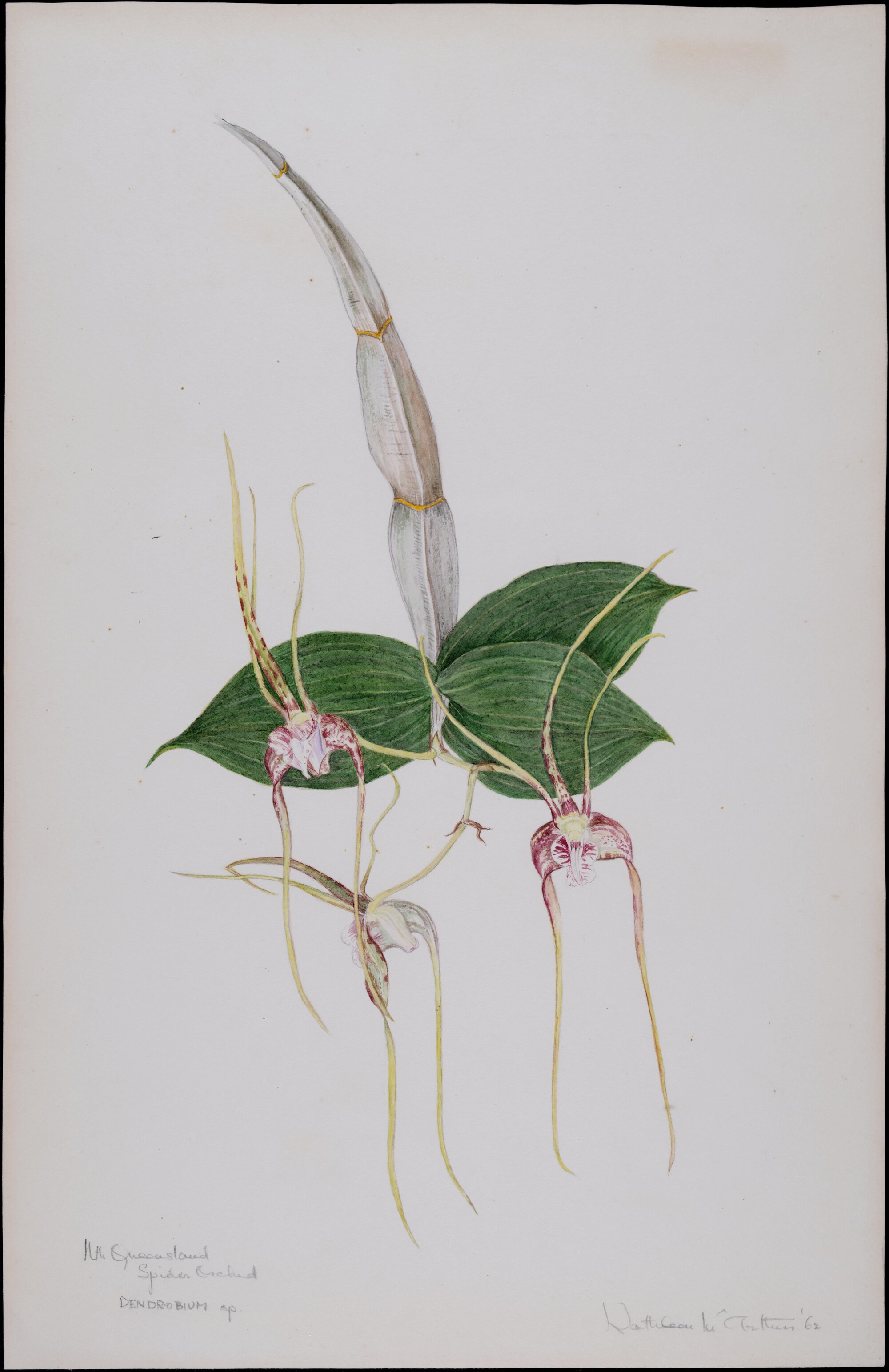 North Queensland Spider Orchid - Dendrobium sp.