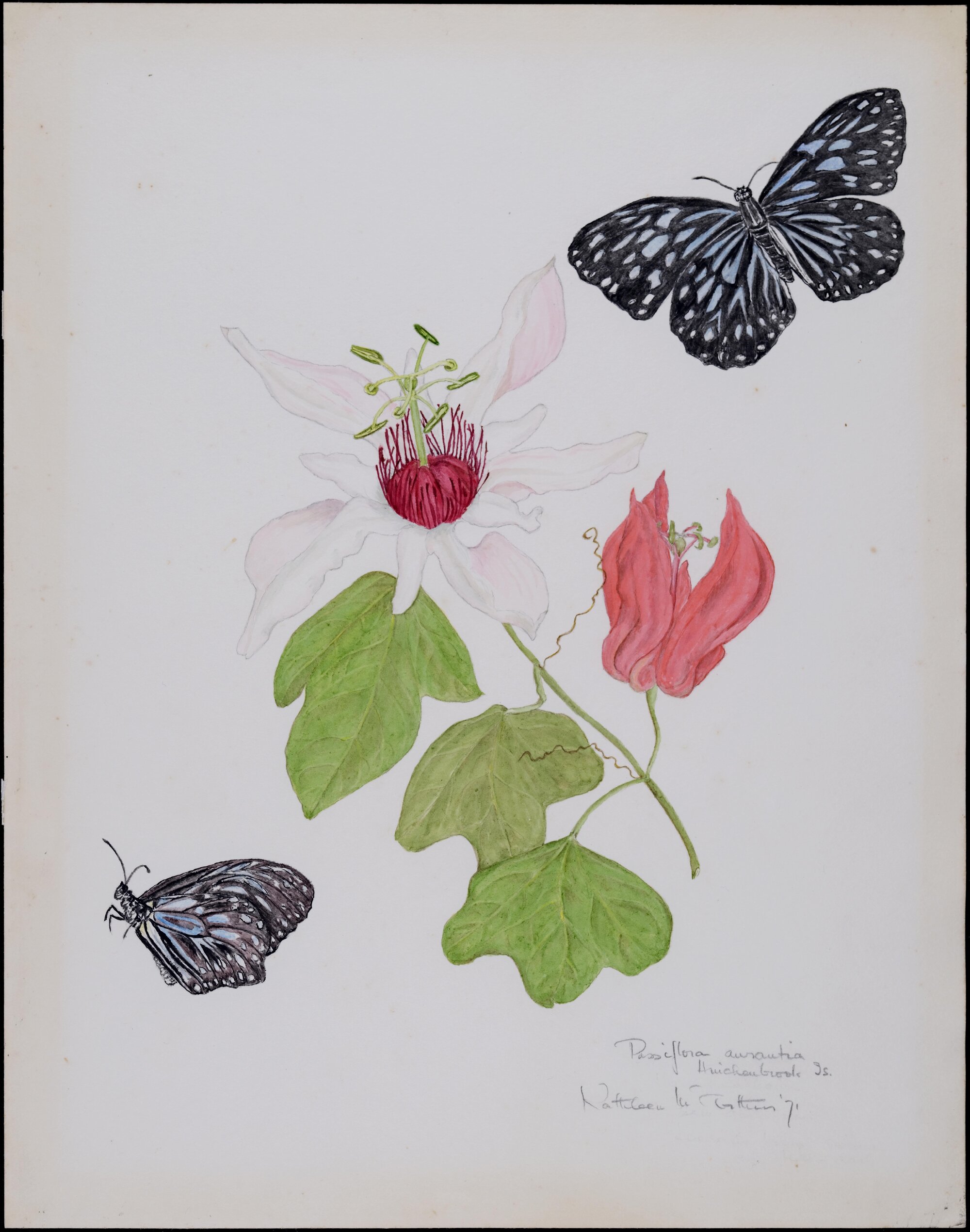 Passiflora Aurantia, Hinchinbrook Island