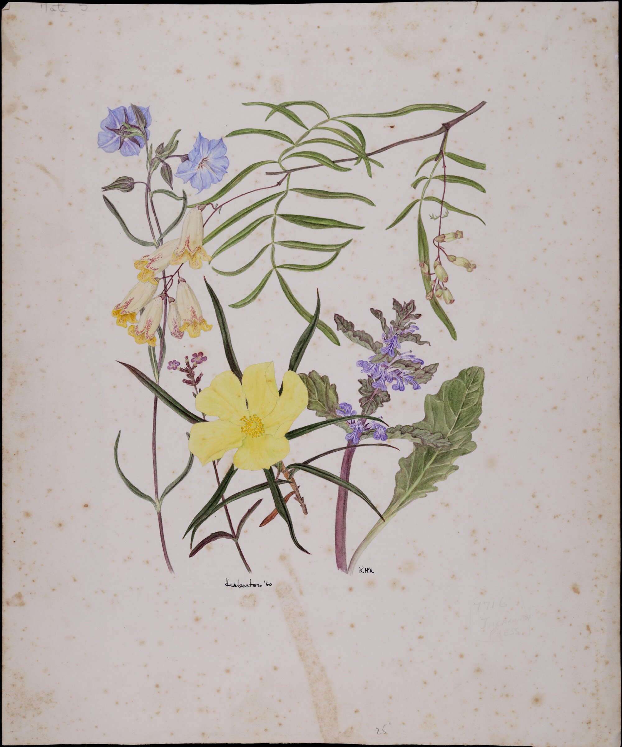 Untitled - Wildflowers, Herberton Qld