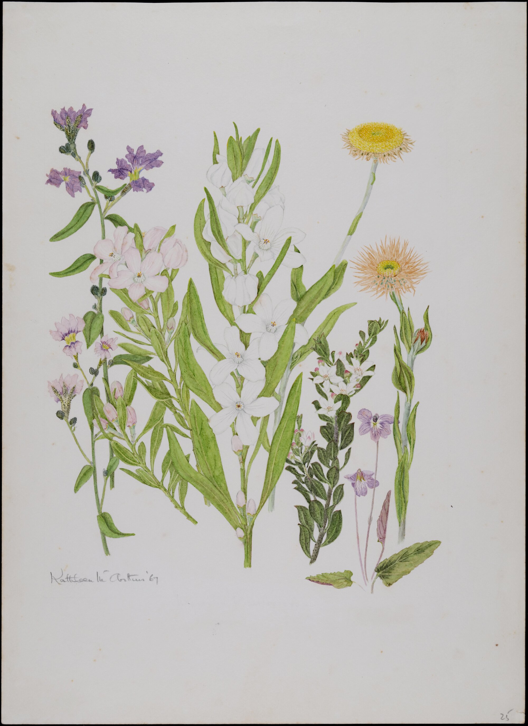 Untitled - Wildflowers
