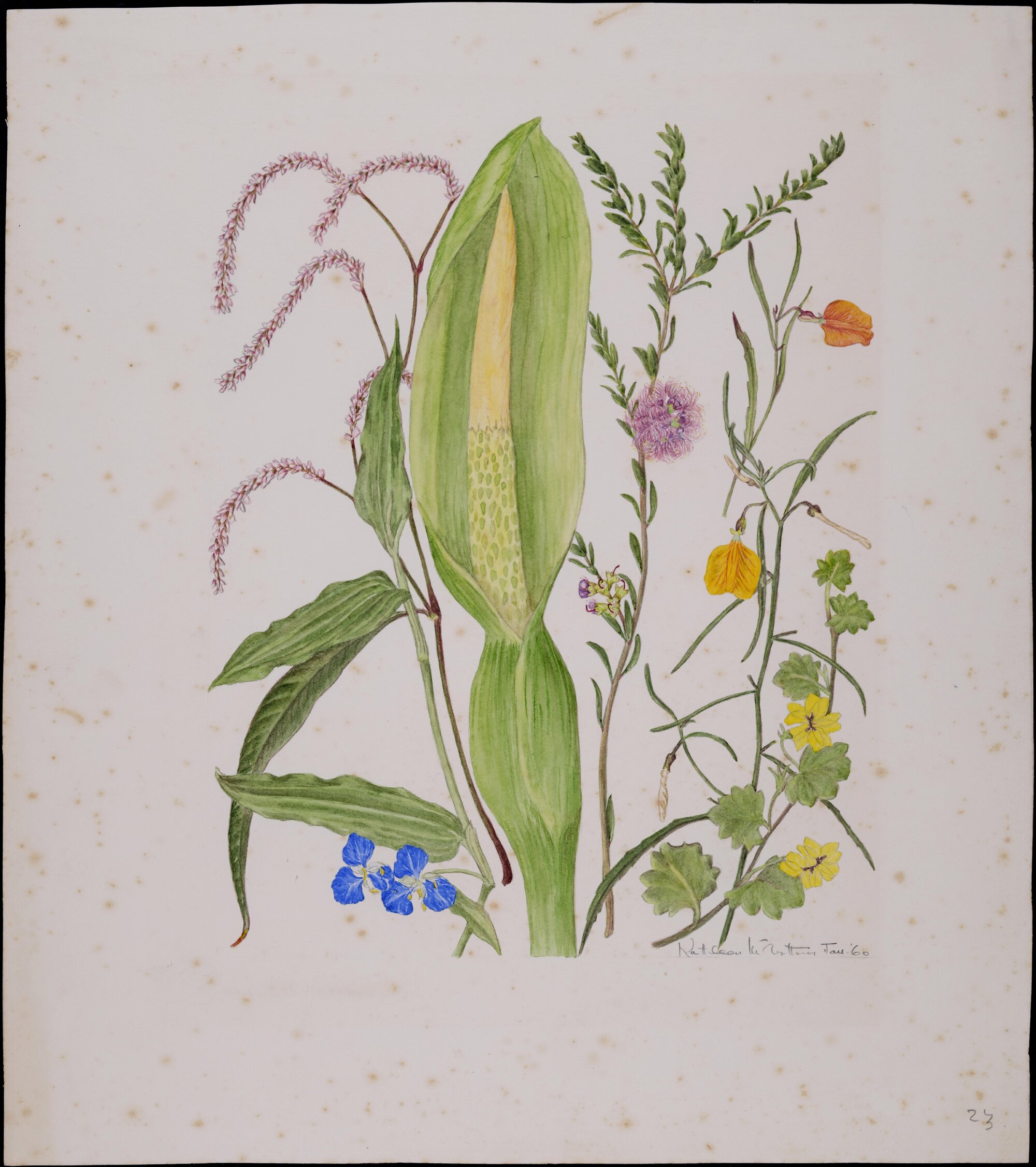 Untitled - Wildflowers
