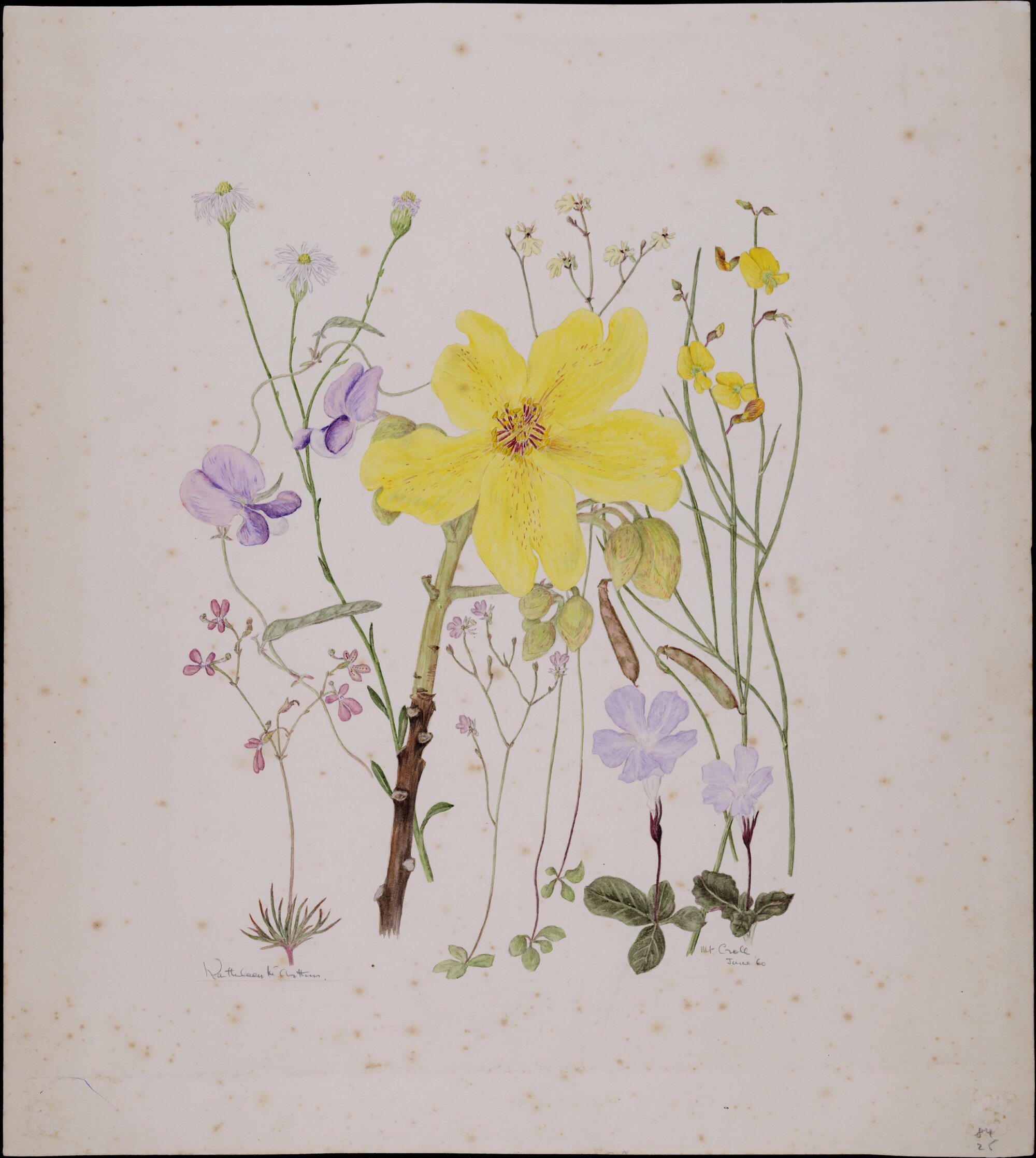 Untitled - mixed wildflowers at Mt. Crole