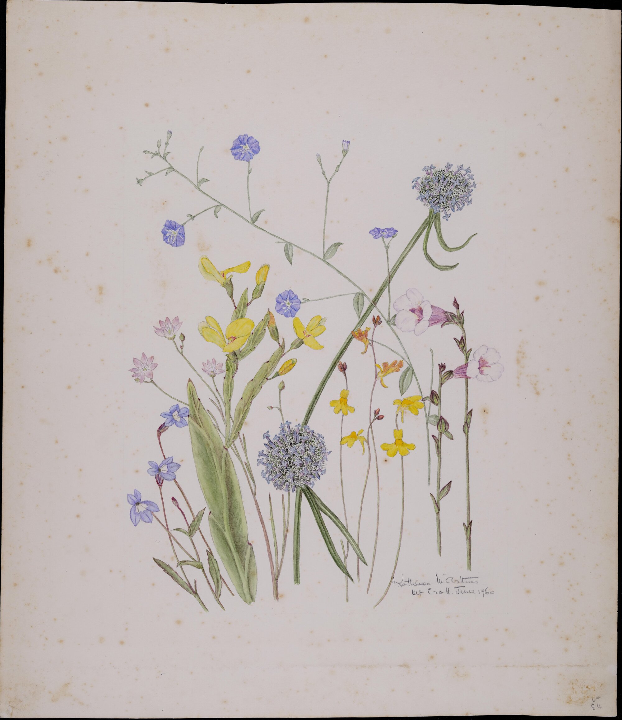 Untitled - mixed wildflowers, Mt Croll