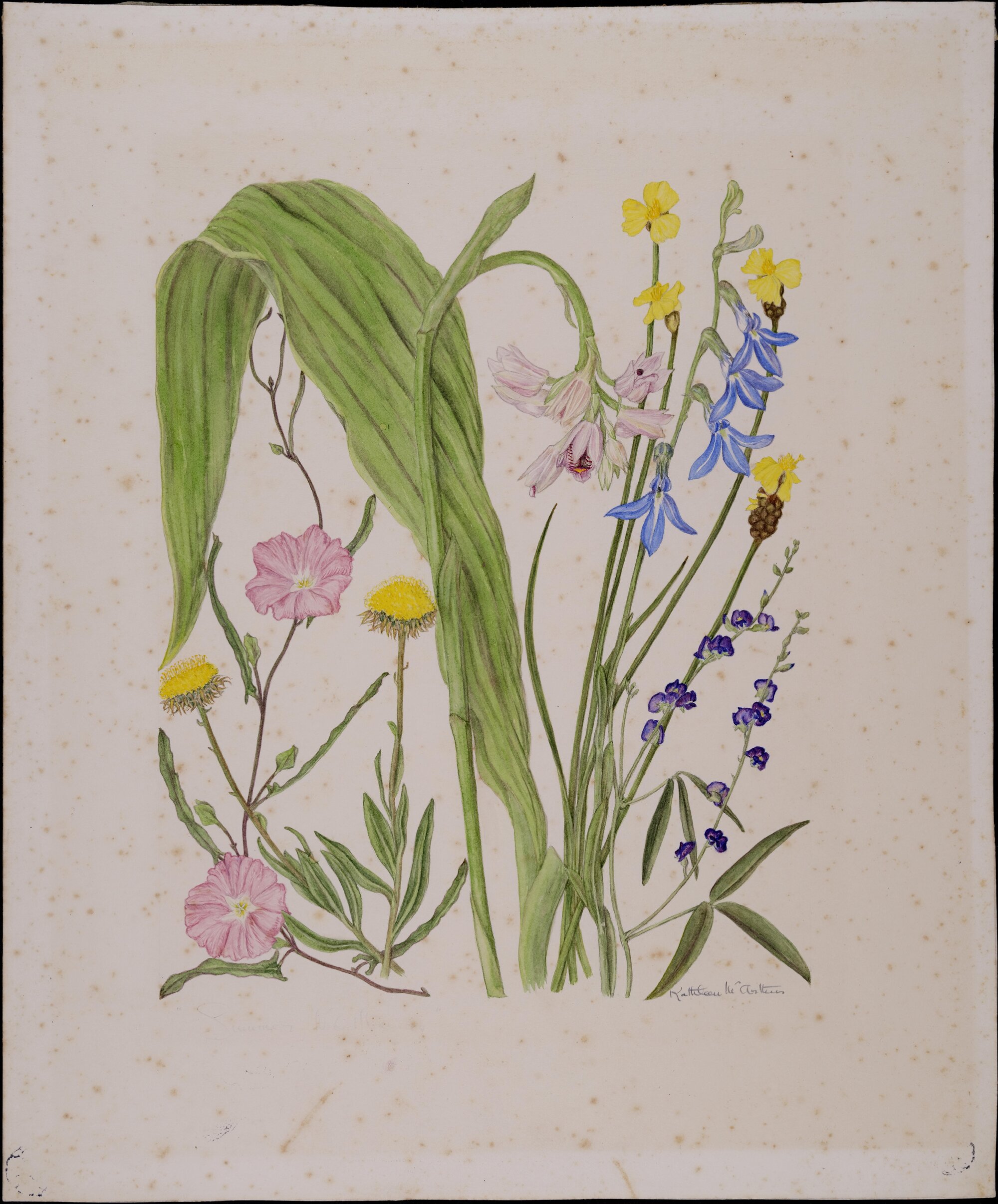 Untitled - Sunshine Coast Wildflowers