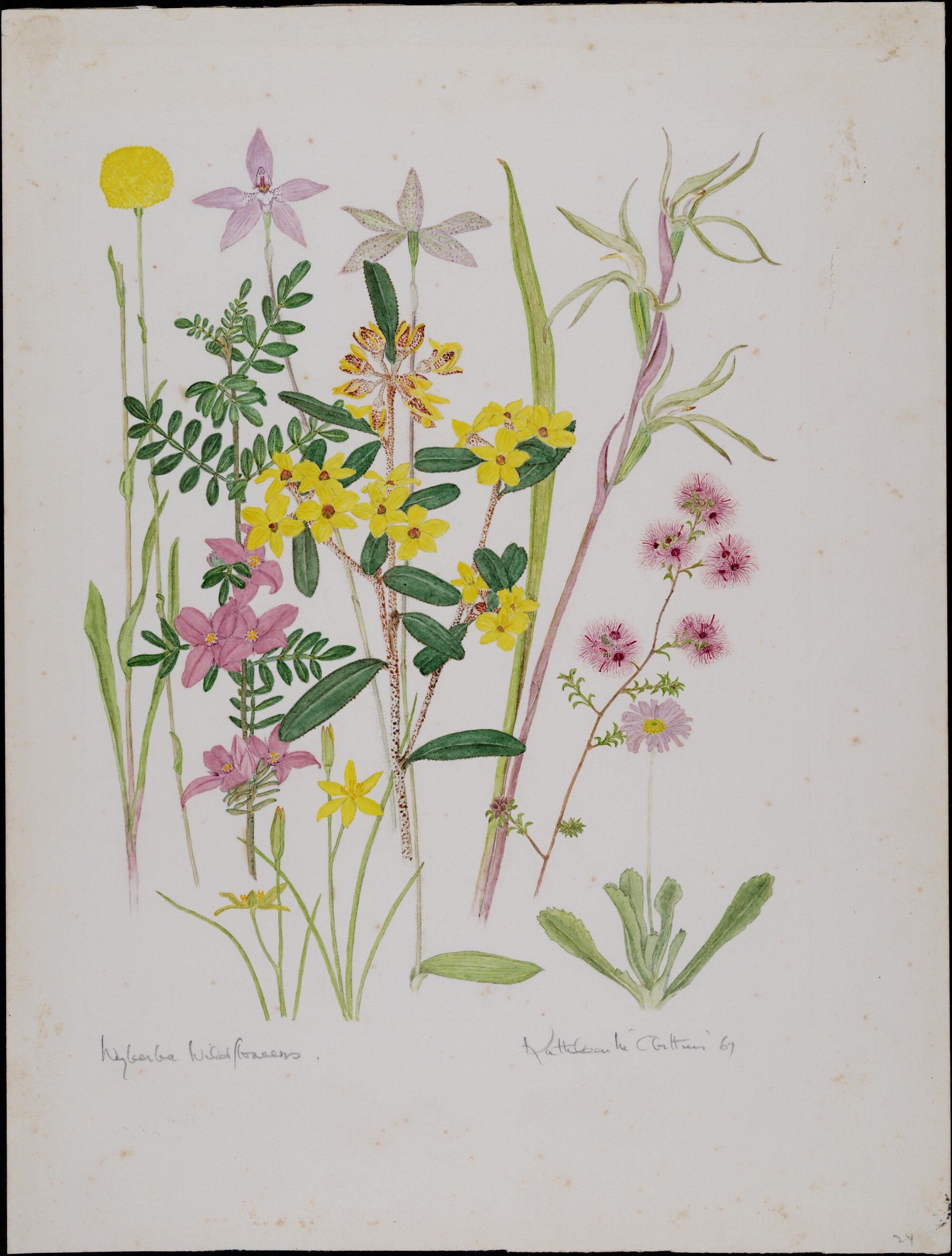"Wyberba Wildflowers"