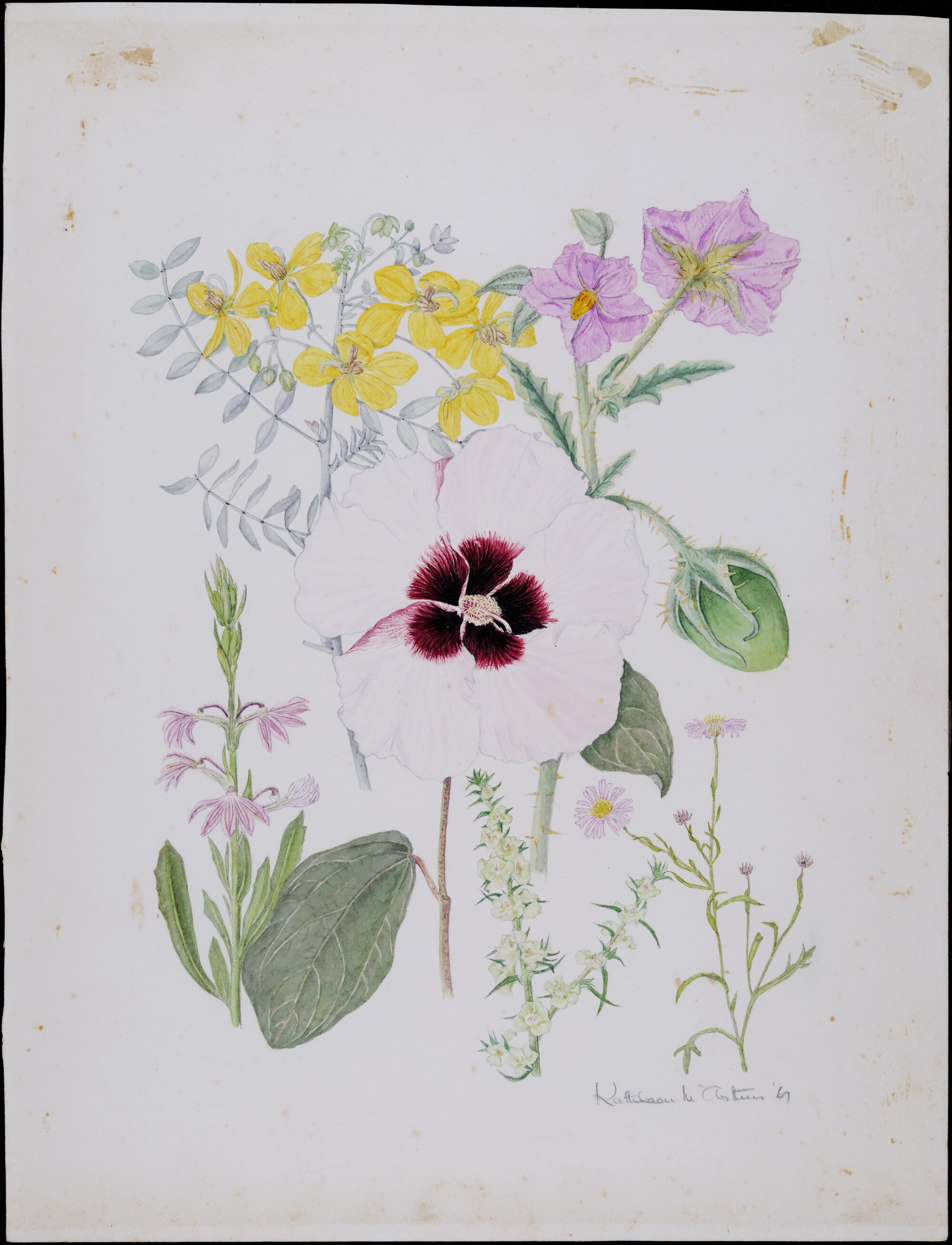 Untitled - includes: Cassia Pruinosa, Gossypium Australe, Solanum ellipticum, Salsola Kali (prickly), Scaevola deu sevestita, Brachycome ciliaris var lanuginosa (daisy)