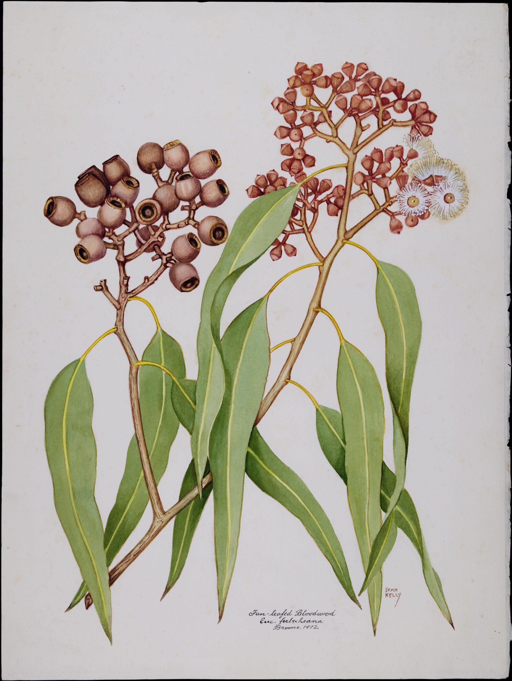 "Fan-leafed Bloodwood" - Euc. Foelscheana (Stan Kelly)