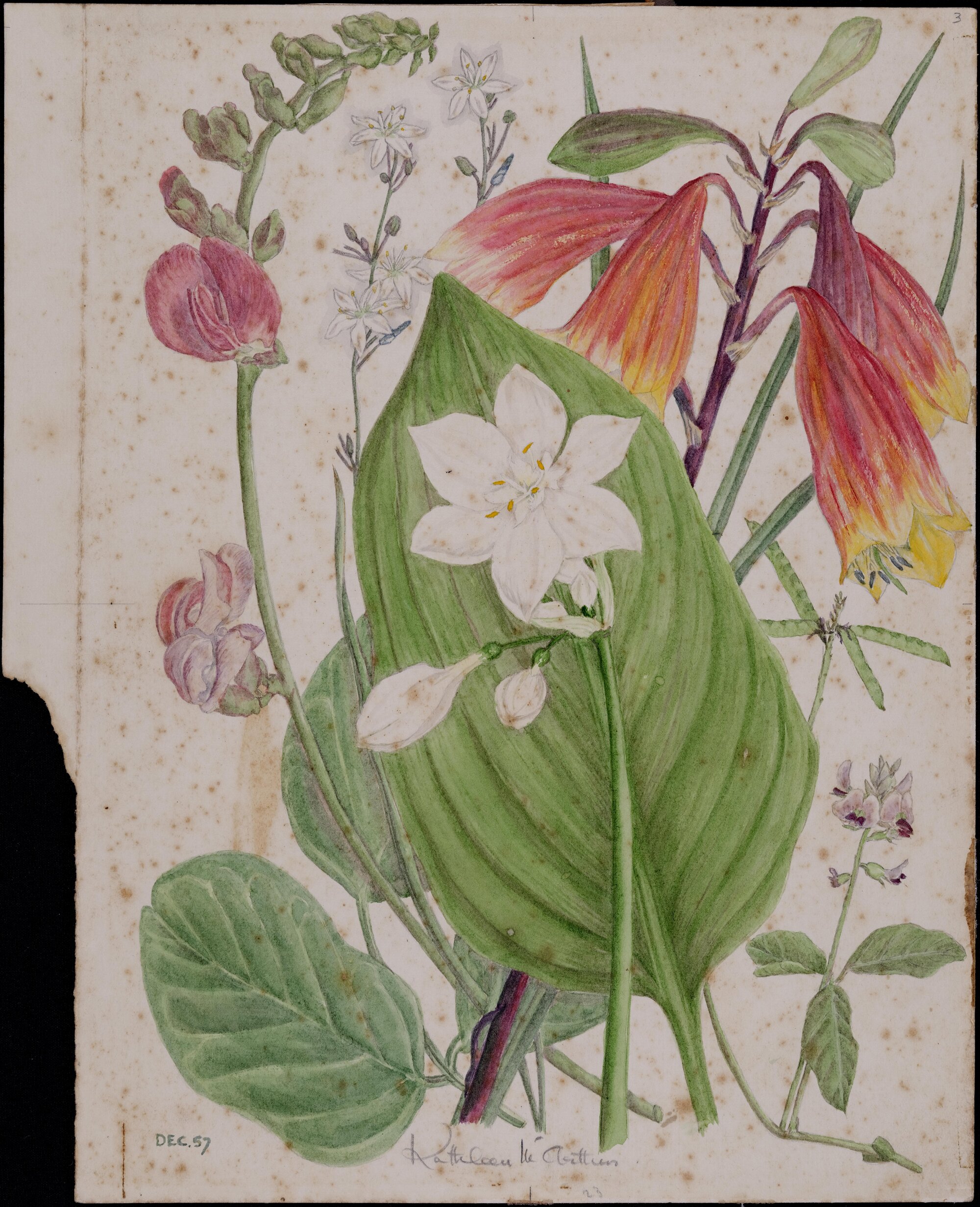 Untitled - mixed flowers and leaves