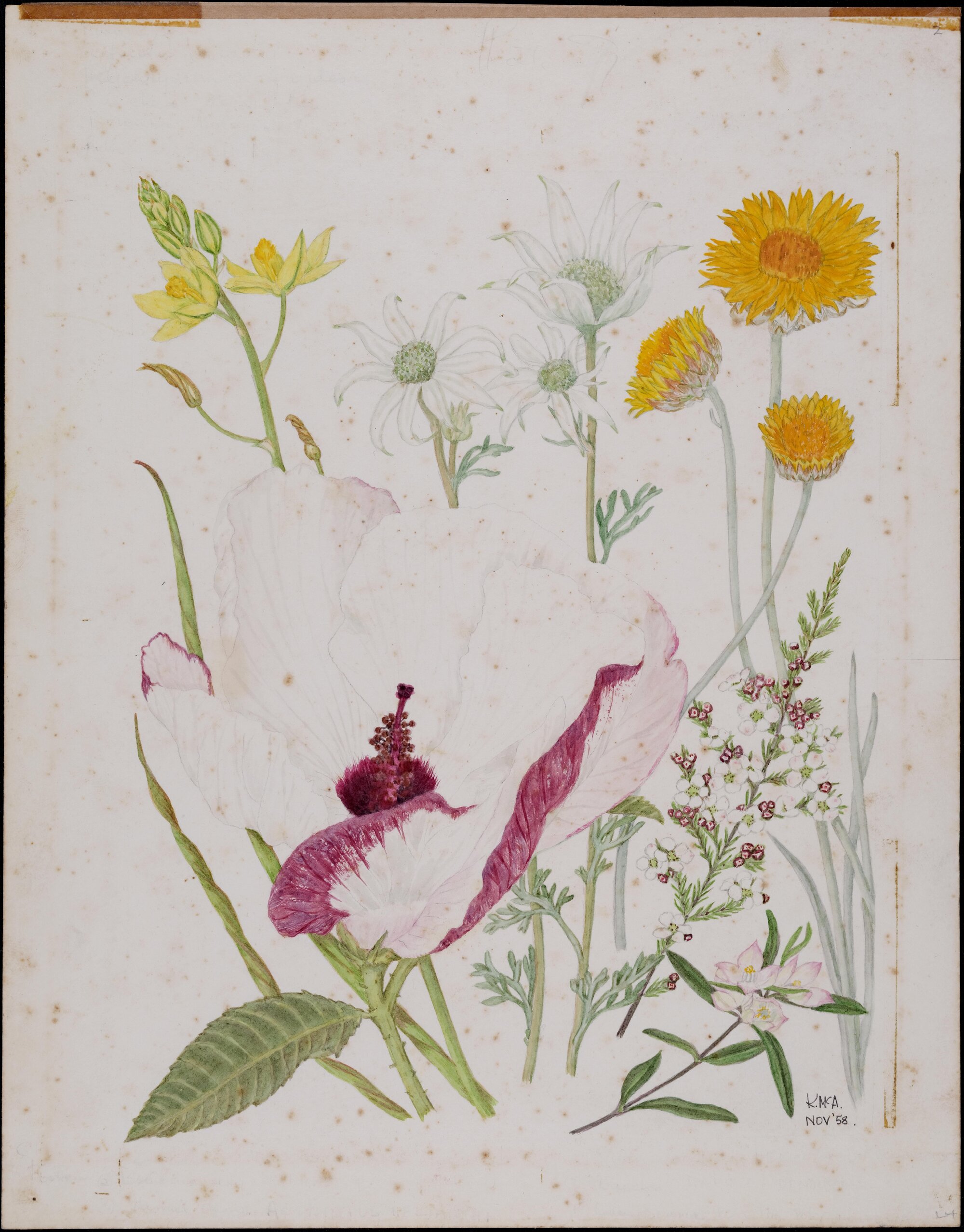 Untitled - mixed wildflowers