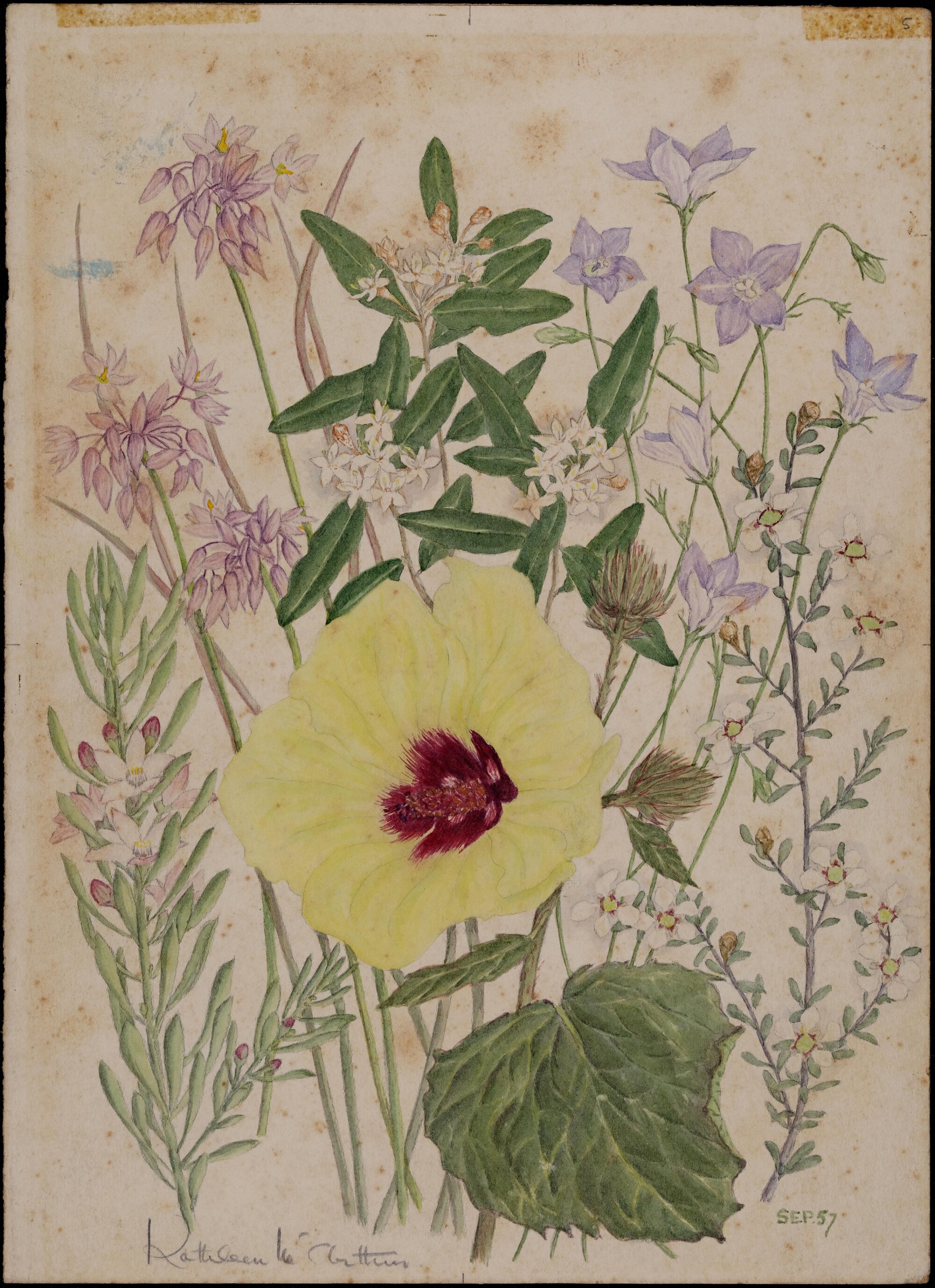 Untitled - mixed wildflowers