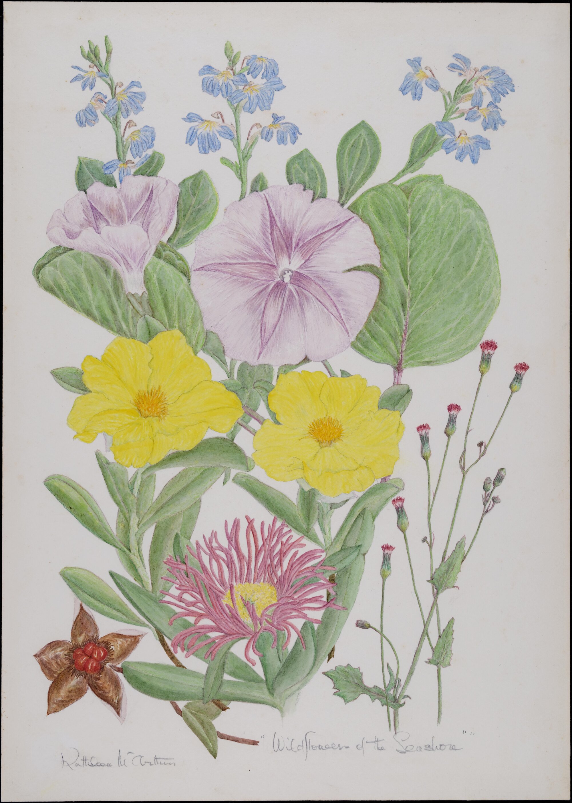 "Wildflowers of the Seashore"