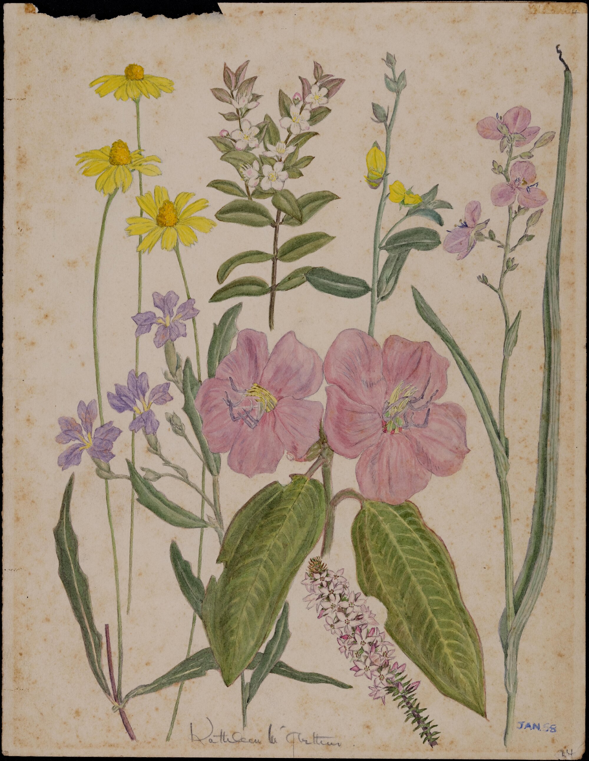 Untitled - mixed wildflowers