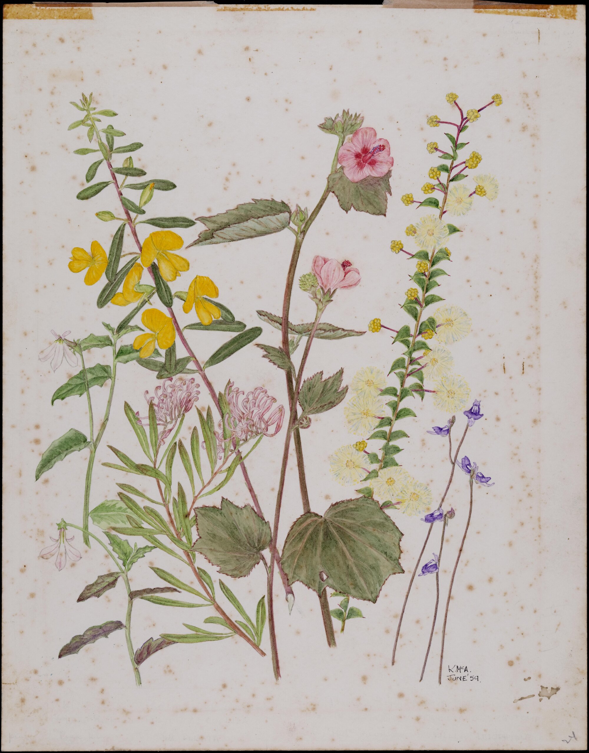 Untitled - mixed wildflowers