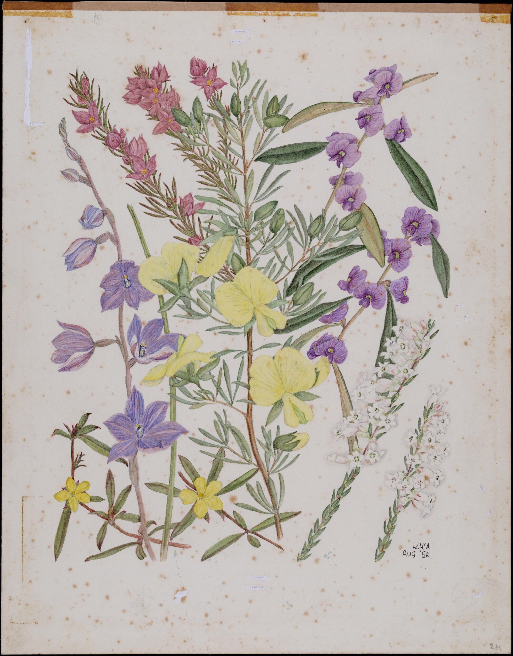 Untitled - mixed wildflowers