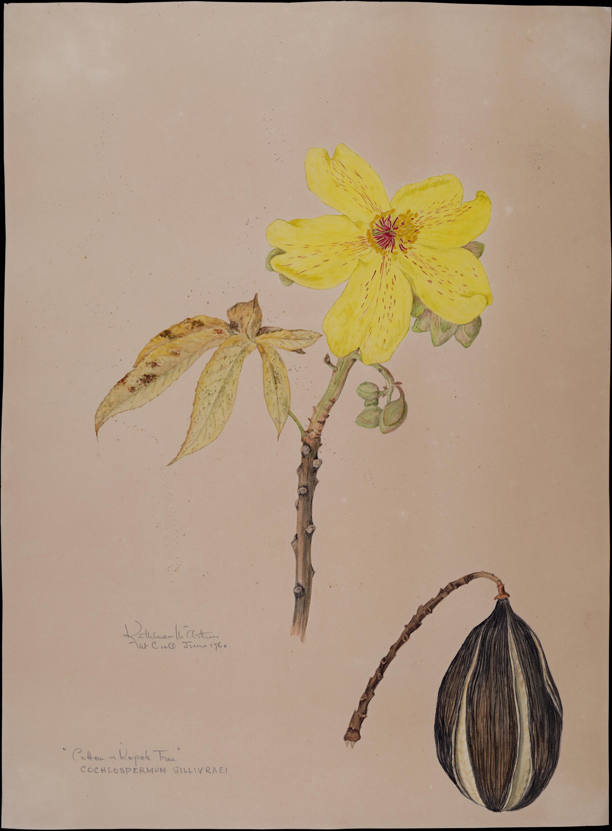 "Cotton or Kapok Tree" - Cochlospermum Gillivraei