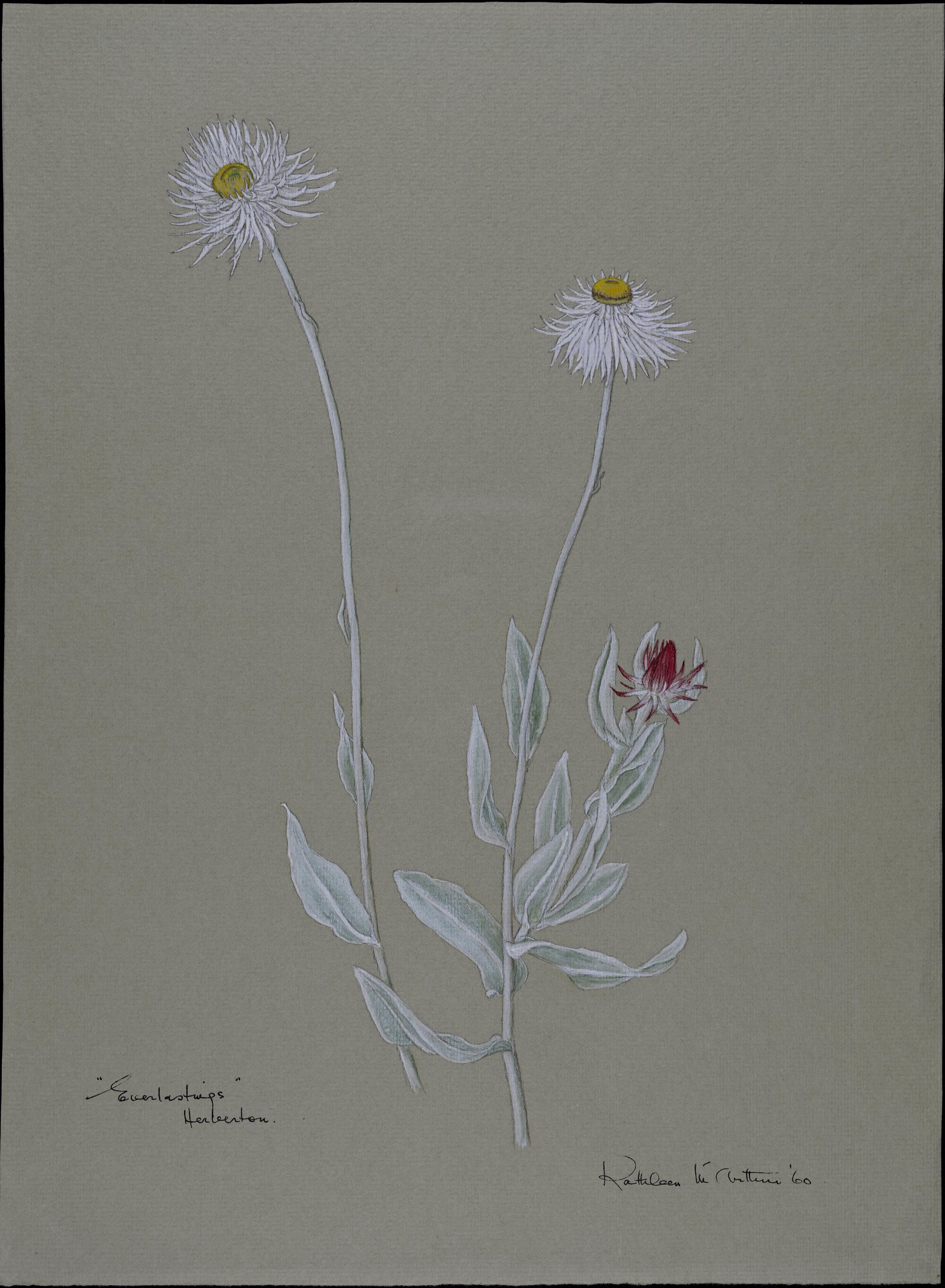"Everlastings" - Herberton