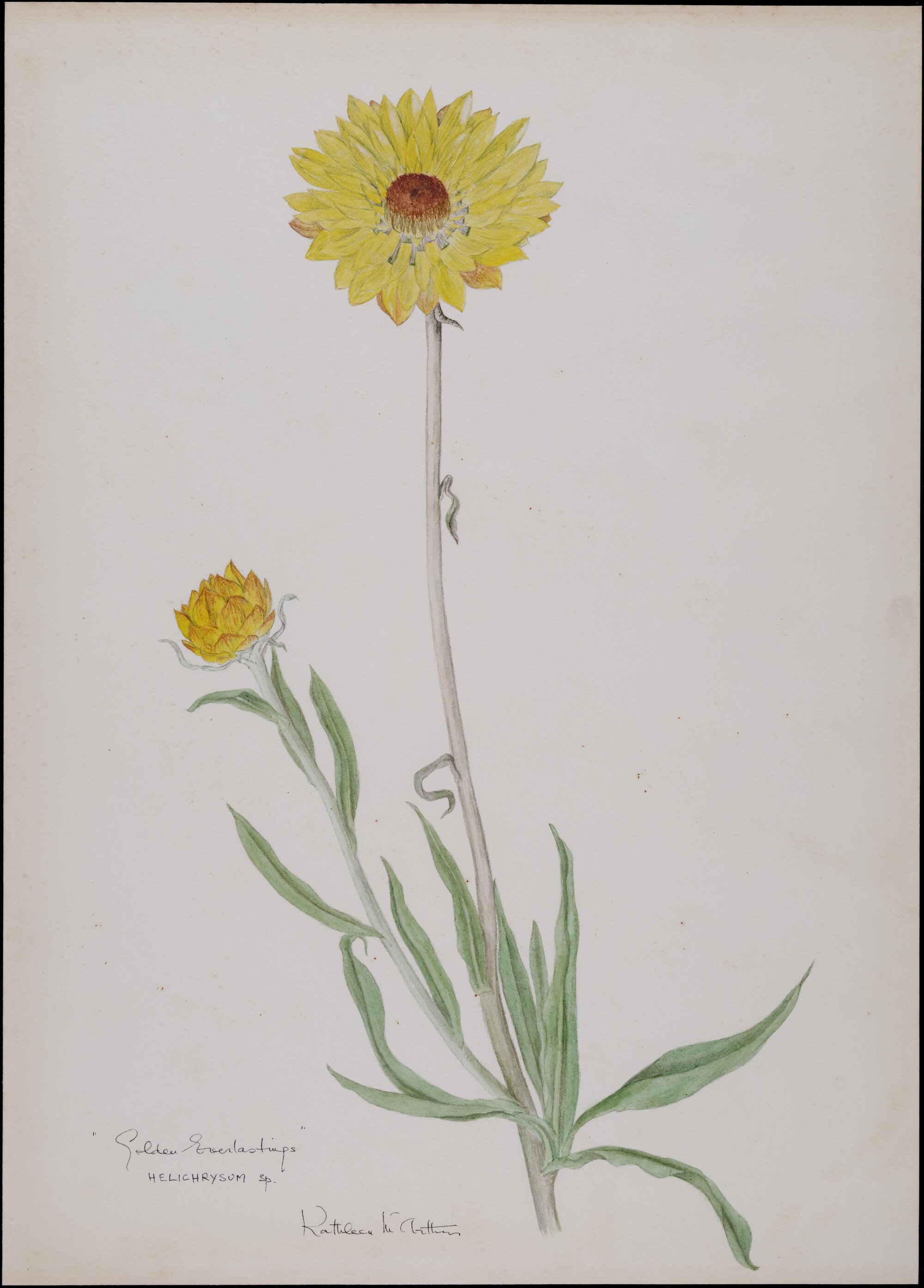 "Golden Everlastings" - Helichrysum sp.
