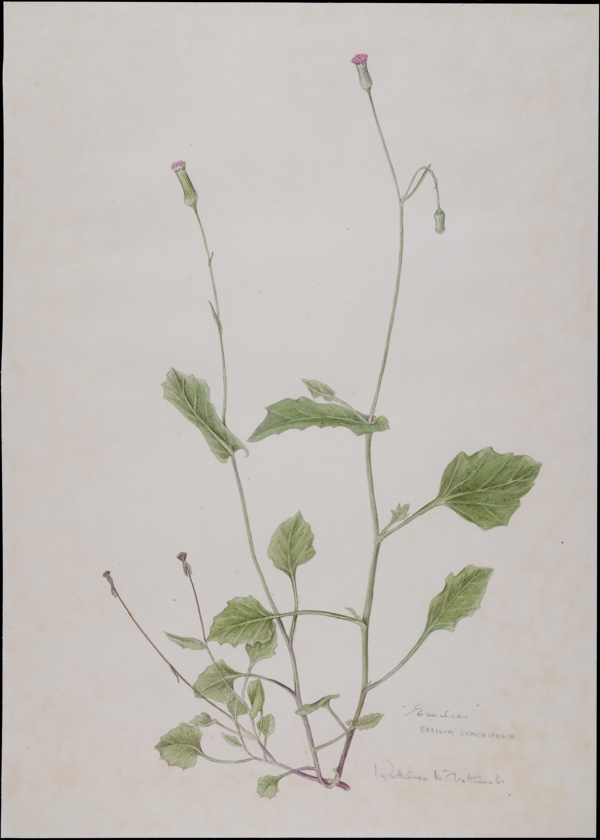 "Emilia" - Emilia Sonchifolia