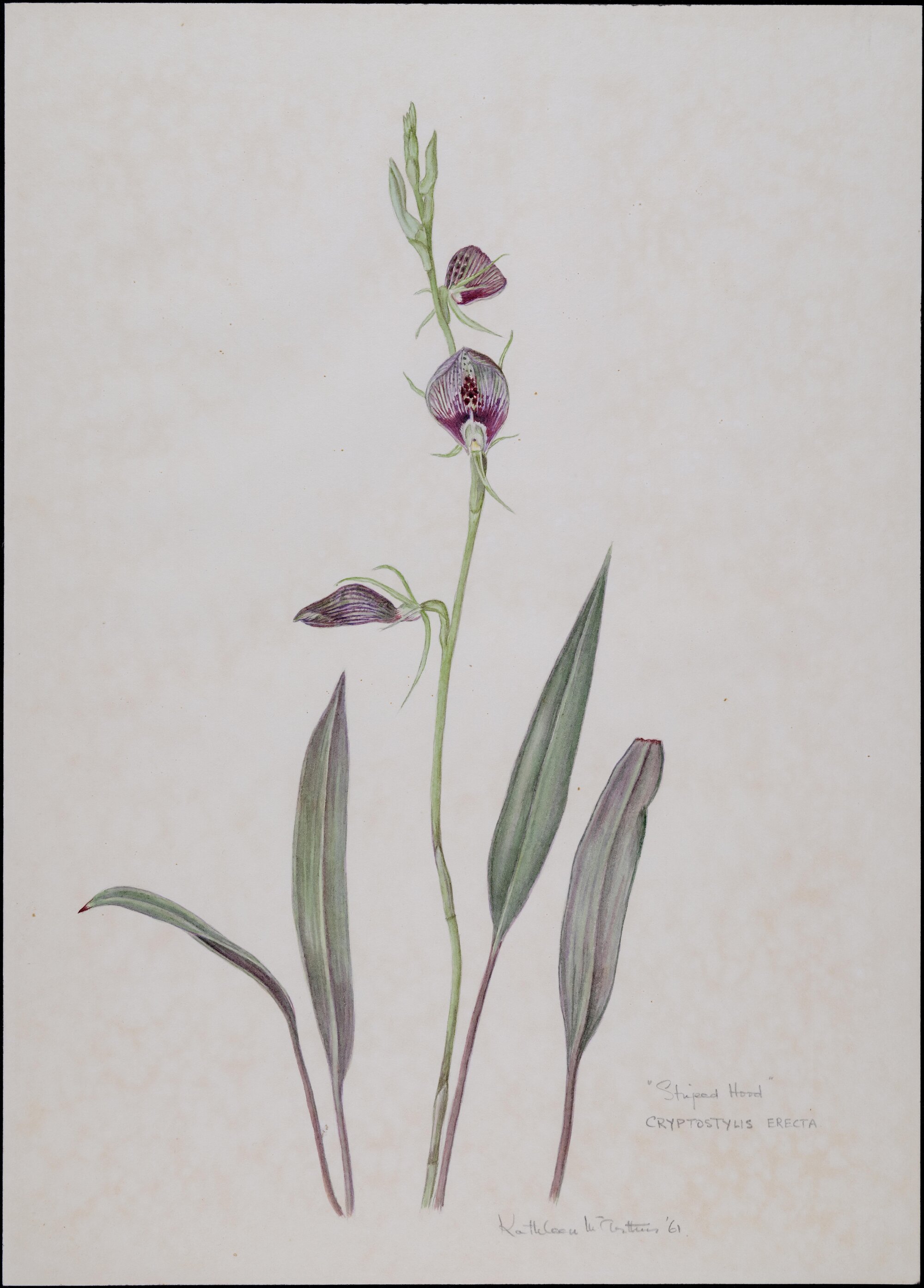 "Striped Hood" - Cryptostylis Erecta
