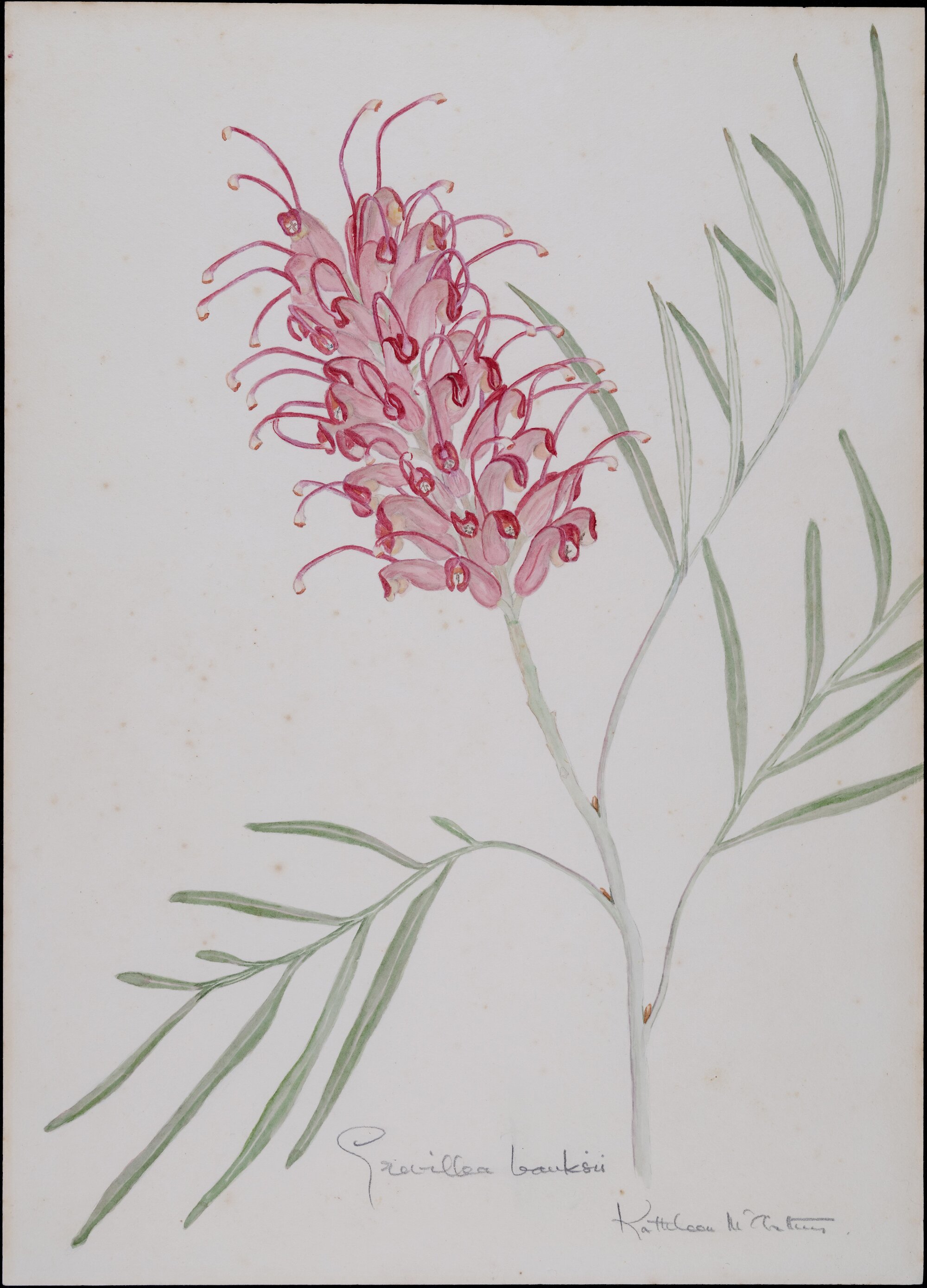 "Grevillea Banksii" - Bank's Grevillea