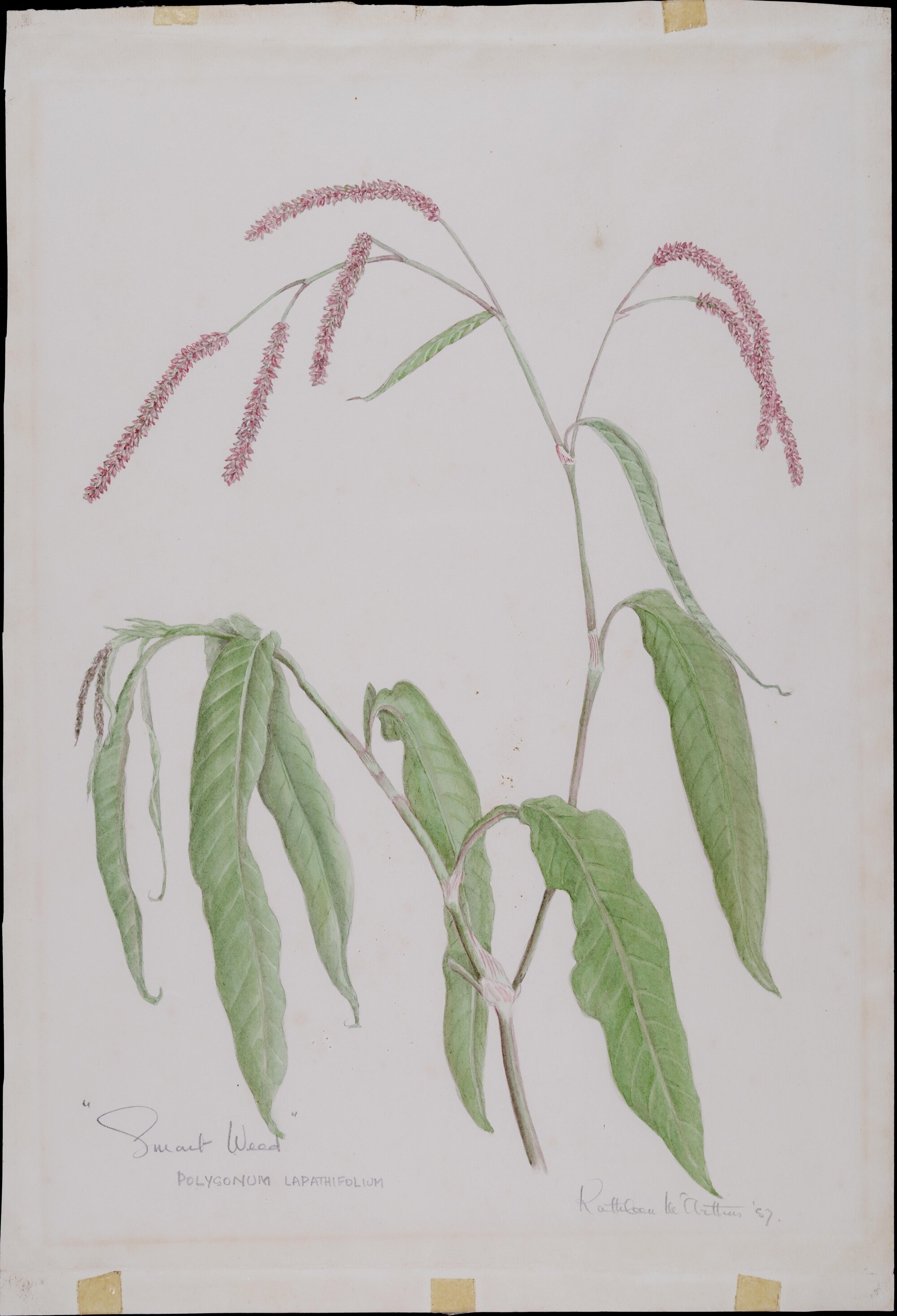 "Smart Weed" - Polygonum Lapathifolium
