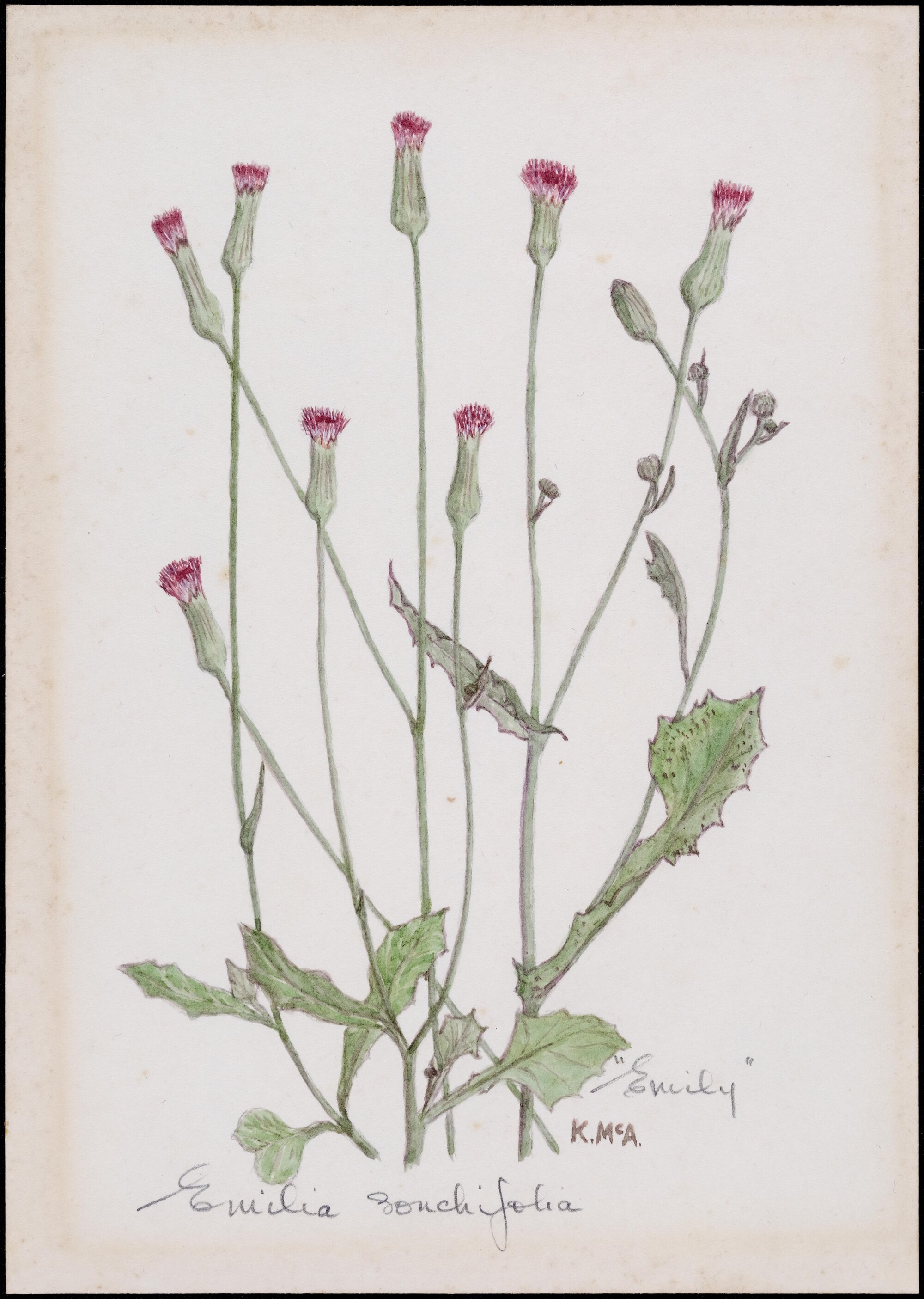 "Emily" - Emilia Sonchifolia