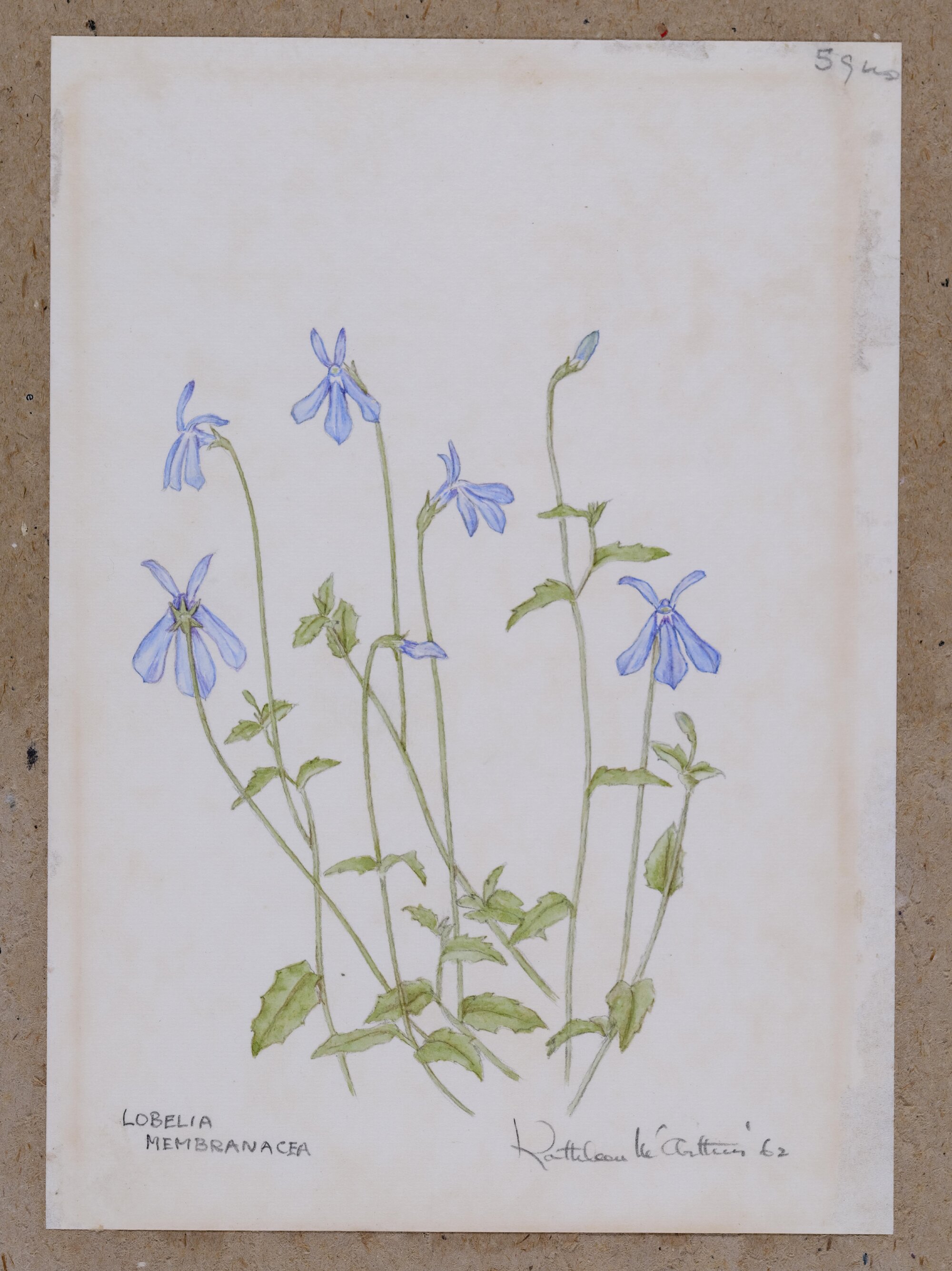 Original watercolour on paper, mounted on cardboard
