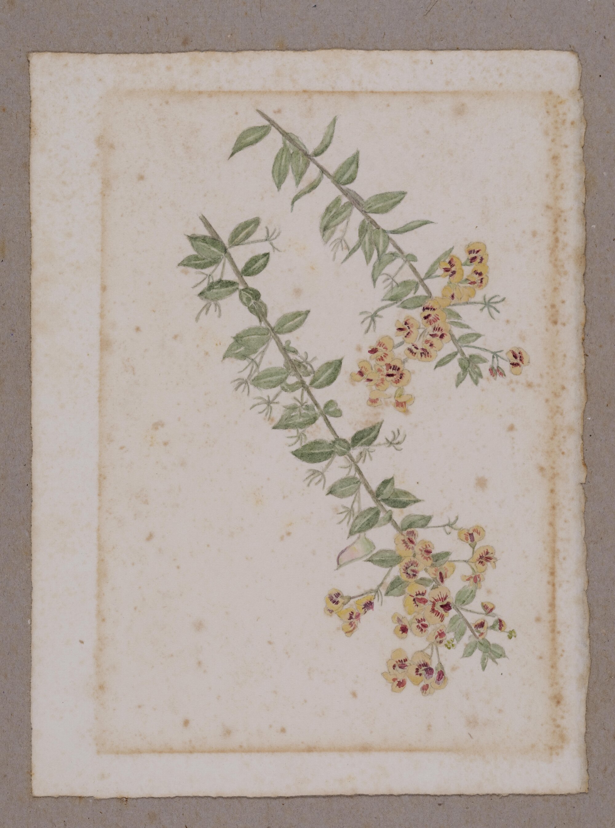 Untitled - wildflowers