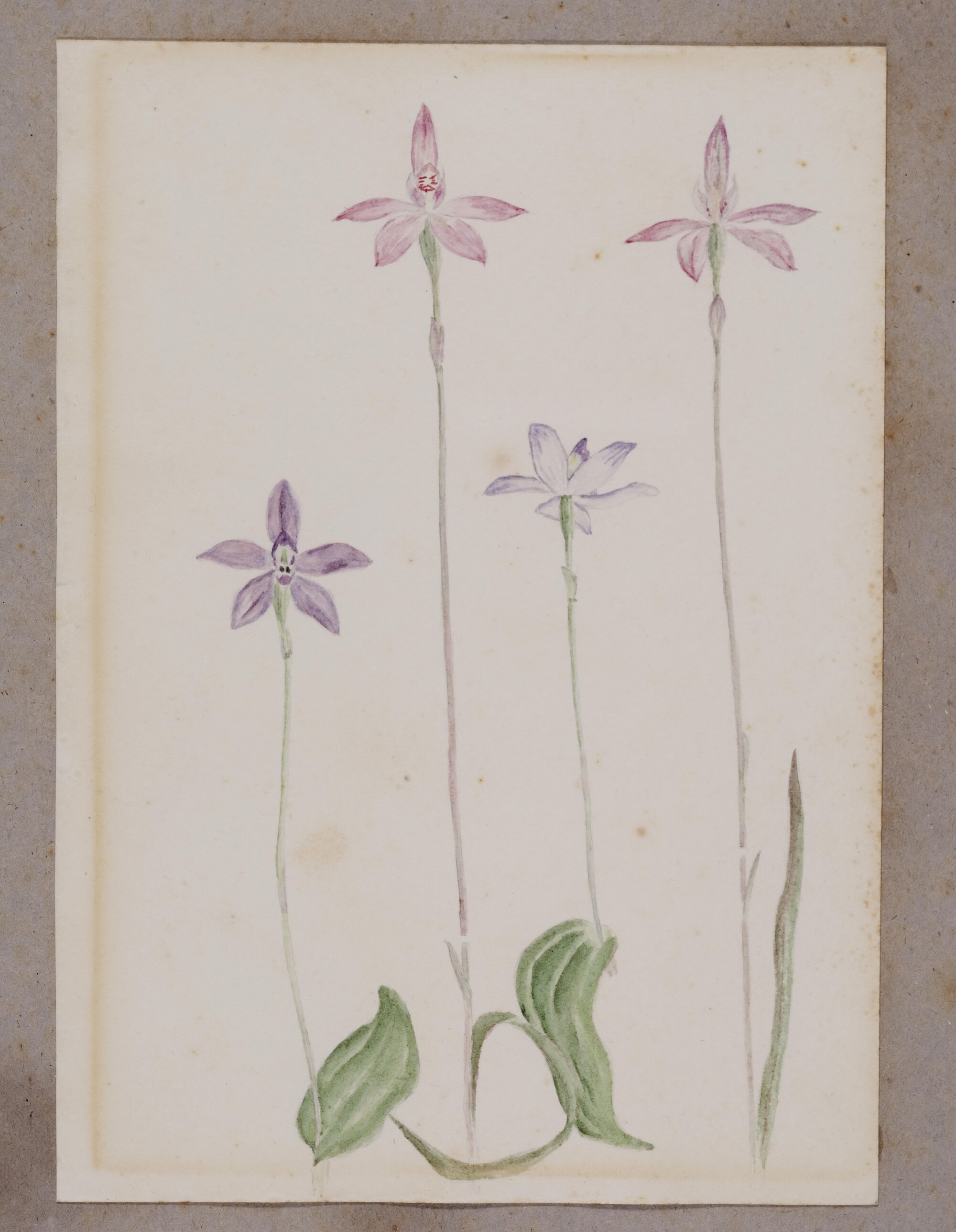 Purple Glossodia Minor