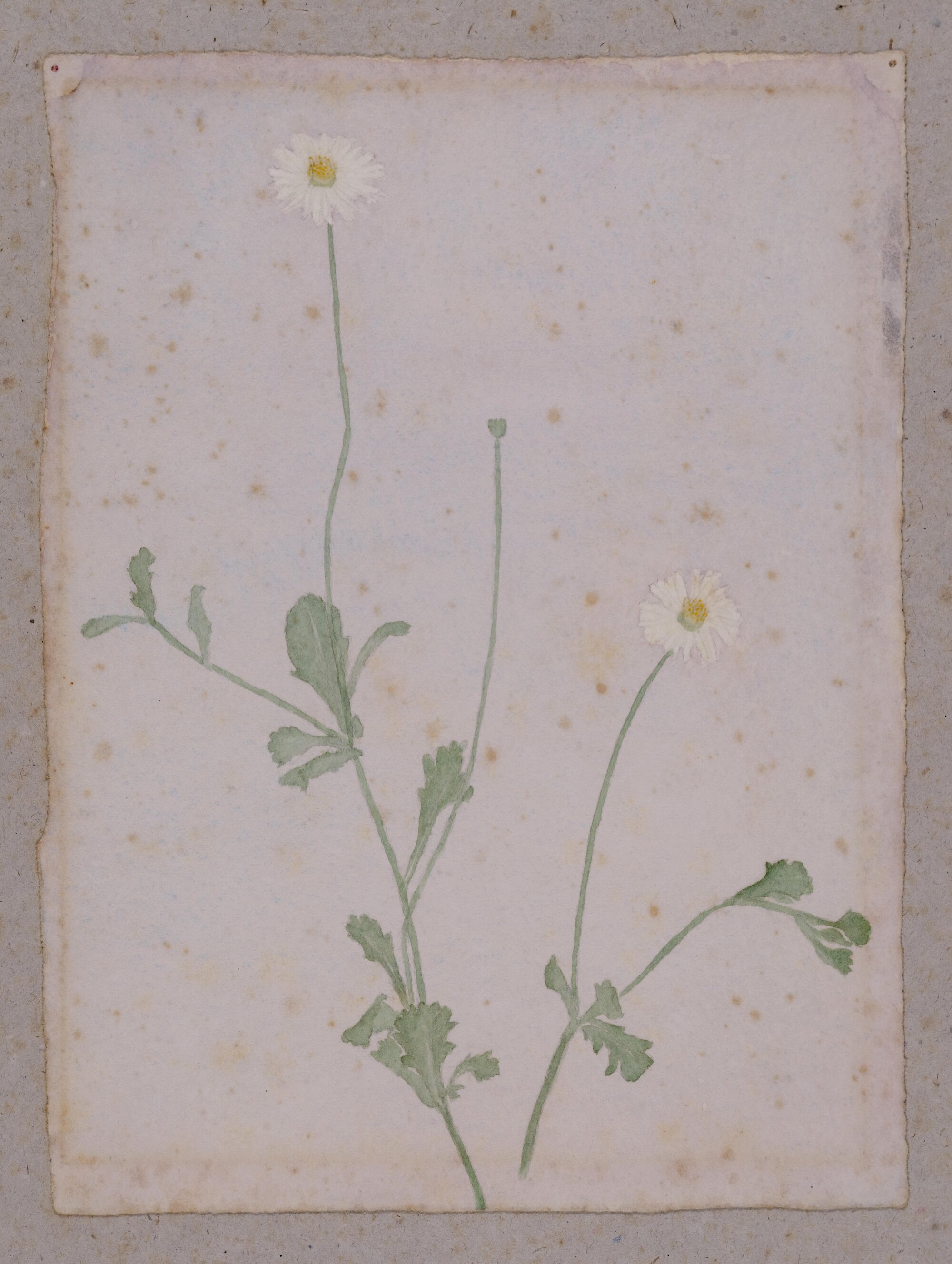 White daisy - Brachyscome ciliaris
