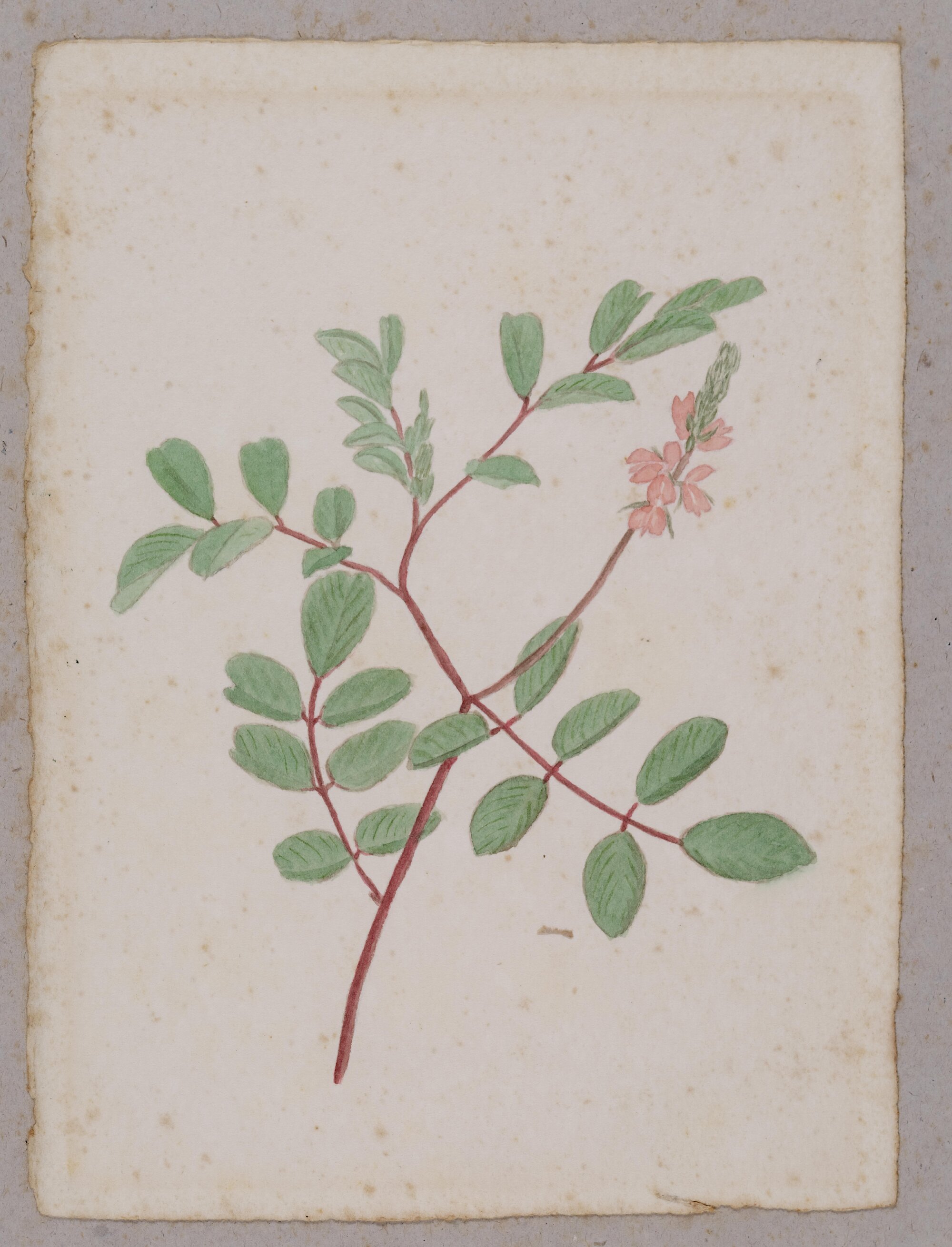 Indigo Flower - Indigofera australis