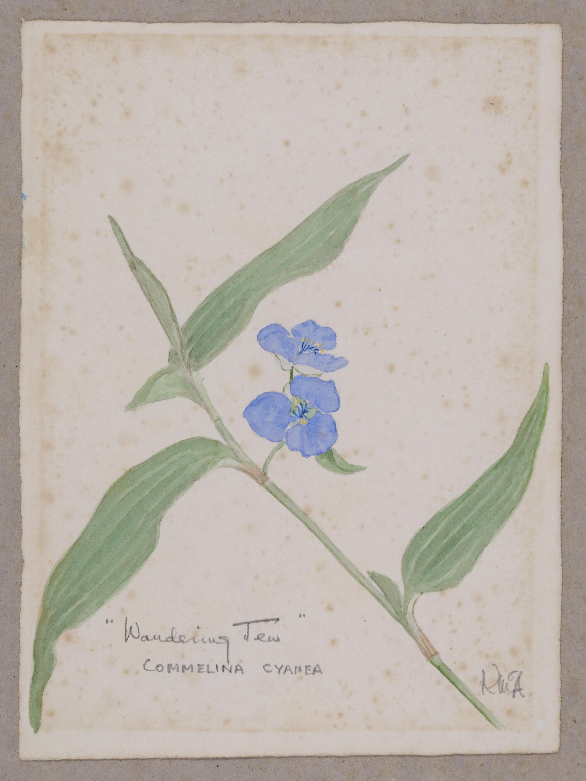 "Wandering Jew" - Commelina cyanea