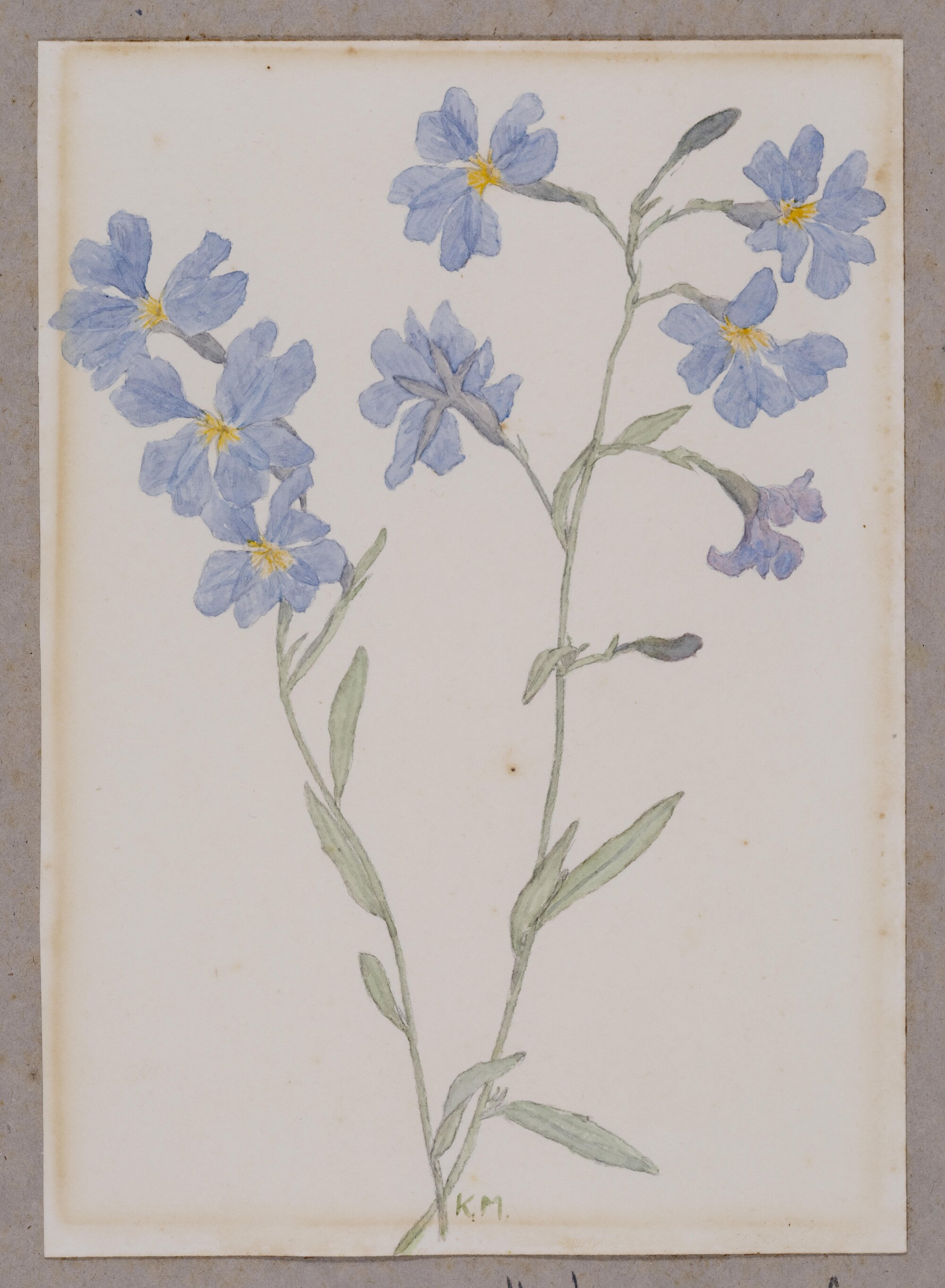 "Dampiera" - Dampiera stricta