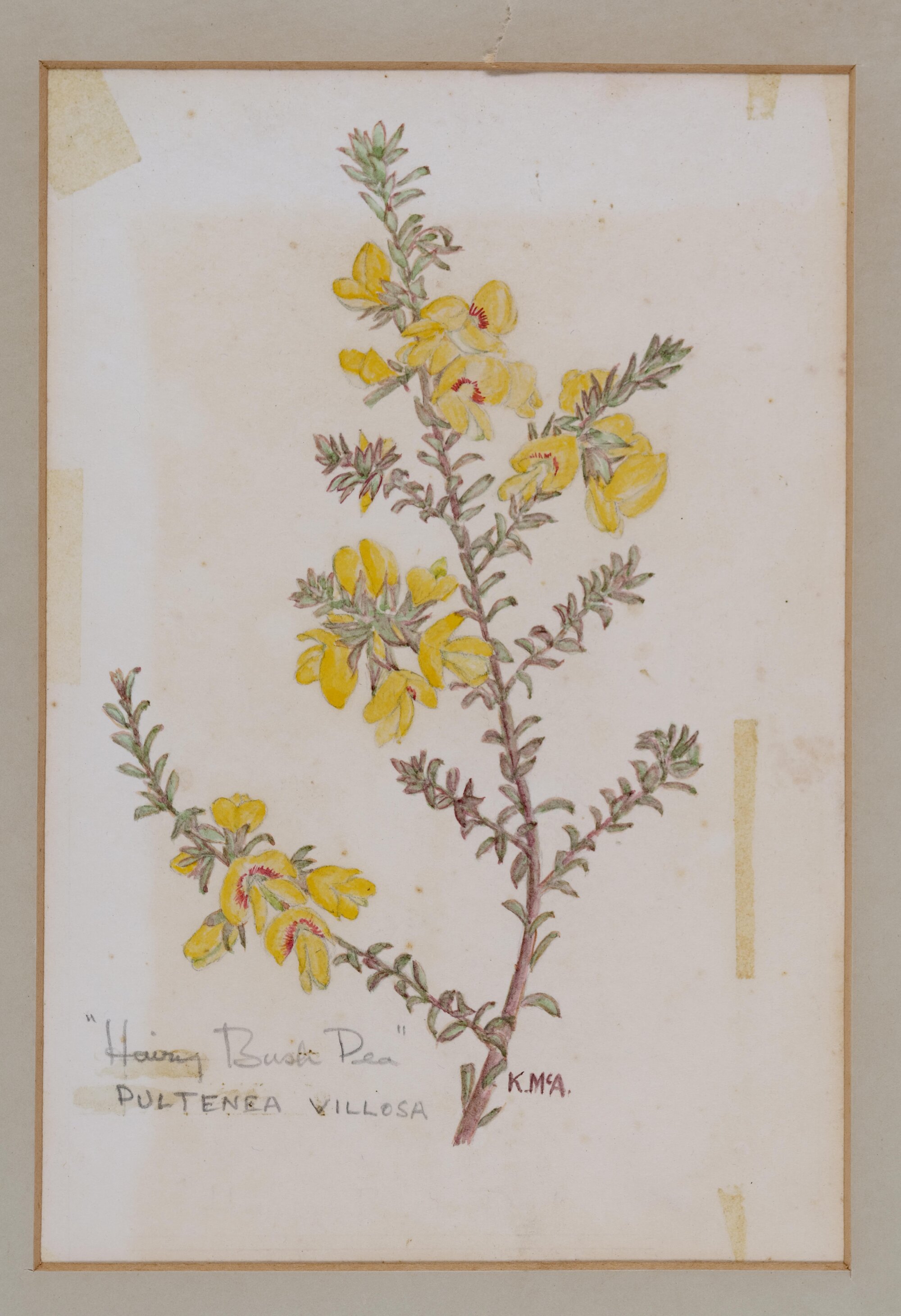 "Hairy Bush Pea" - Pultenea villosa