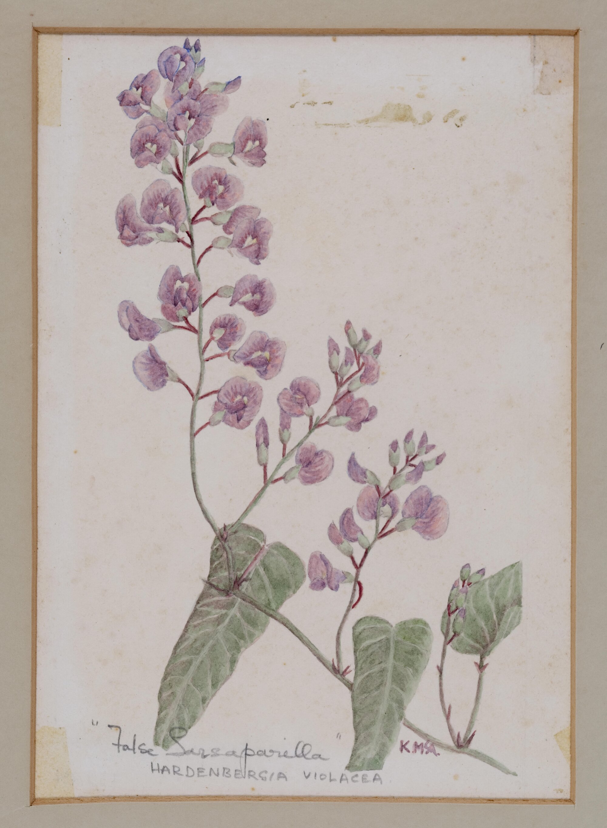 "False Sarsapariella" - Hardenbergia violacea