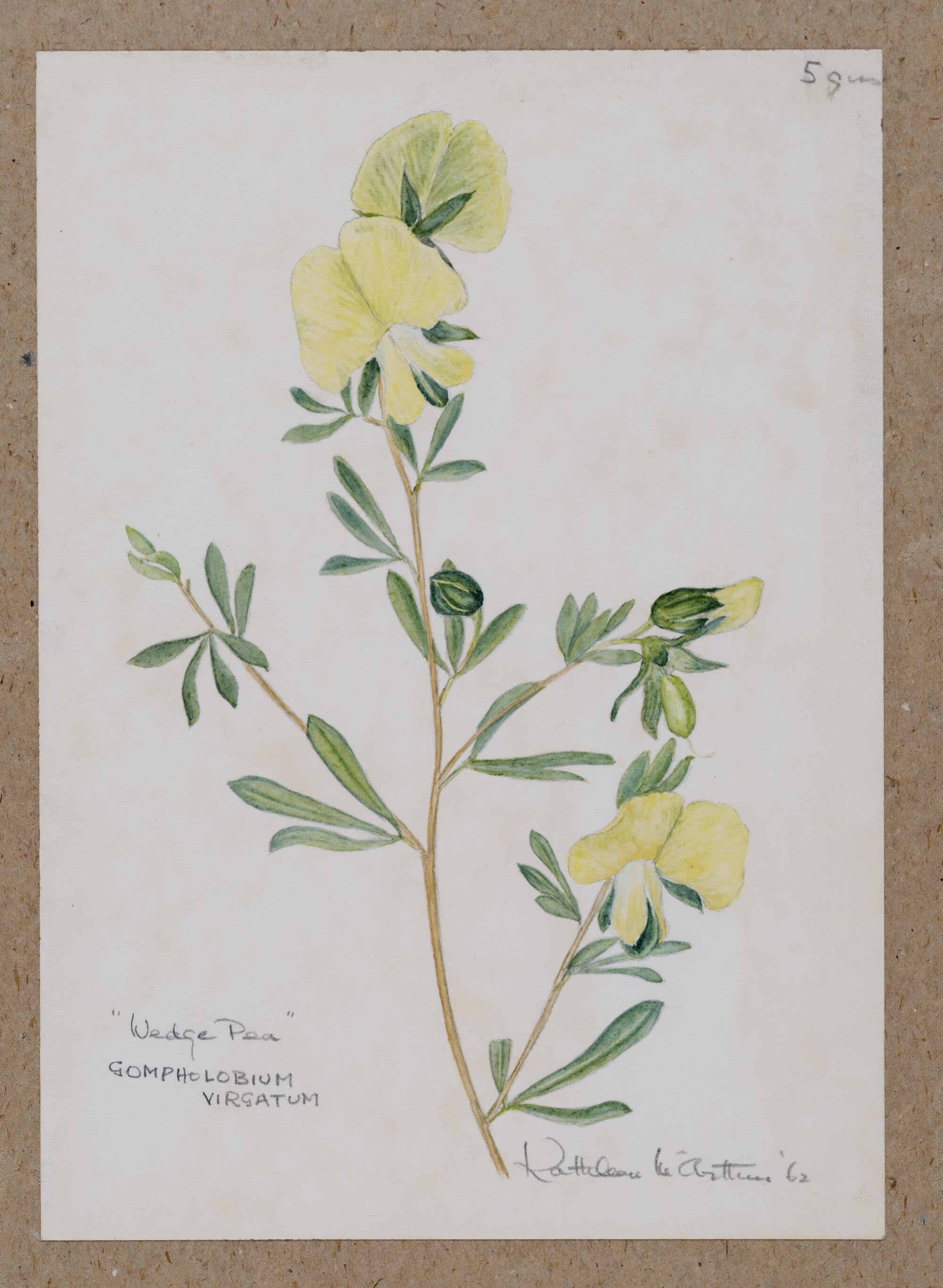 "Wedge Pea" - Gompholobium virgatum