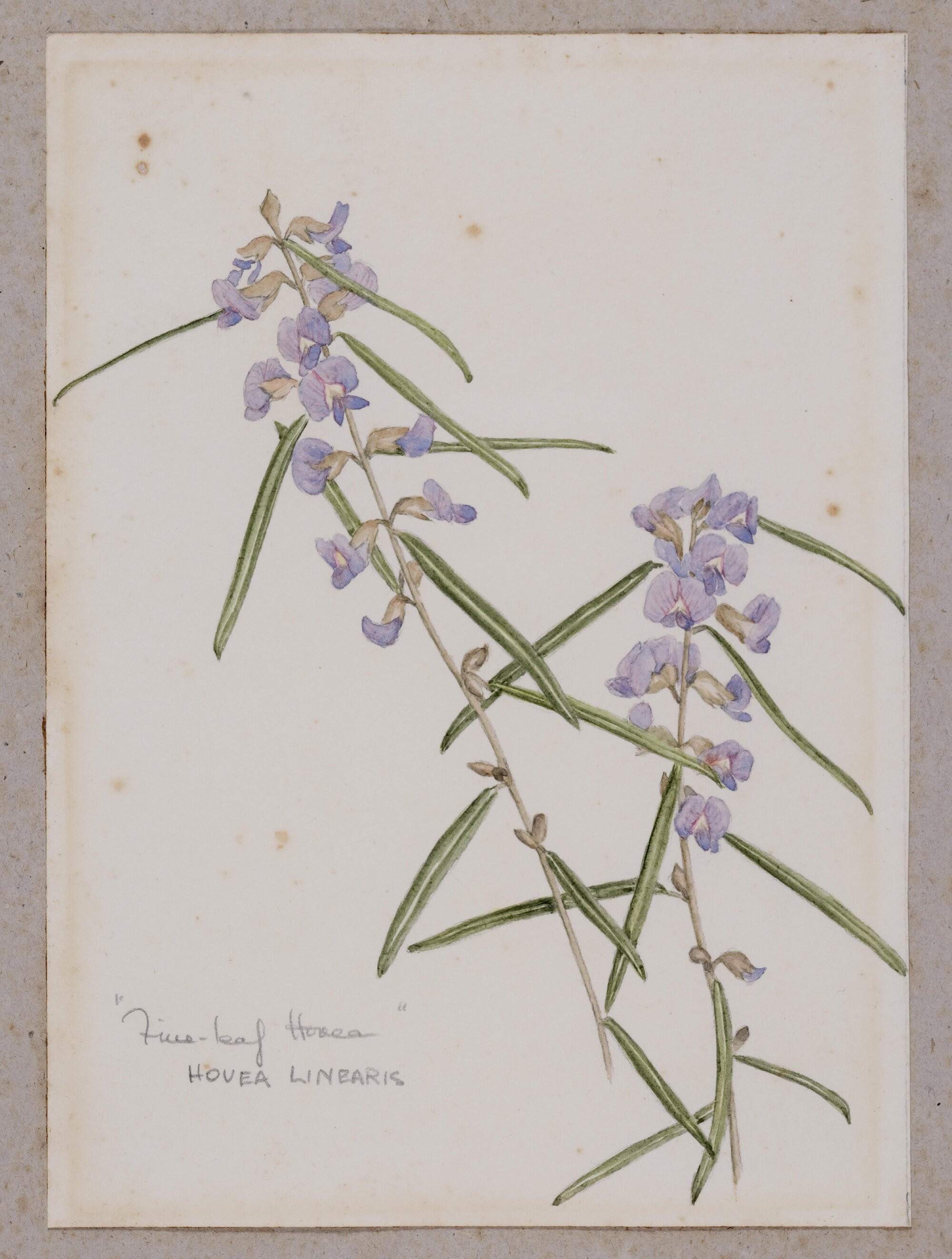 "Fine-leaf Hovea" - Hovea linearis