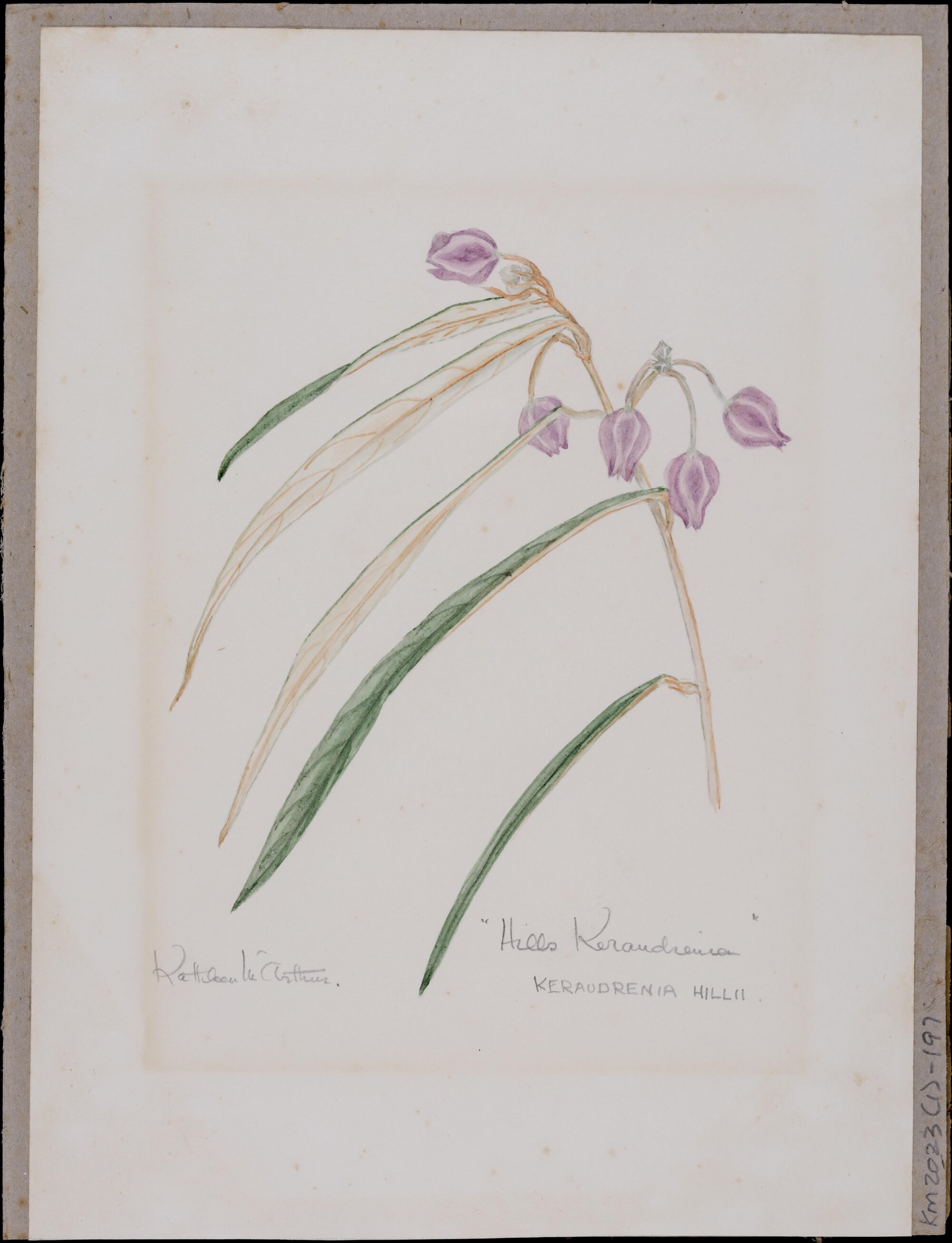 "Hills Keraudrenia" - Keraudrenia hillii