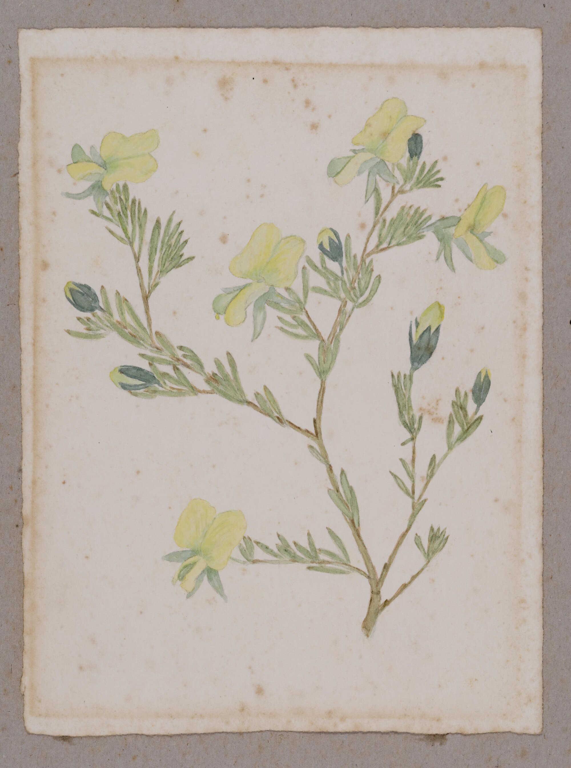 Wedge Pea - Gompholobium Virgatum