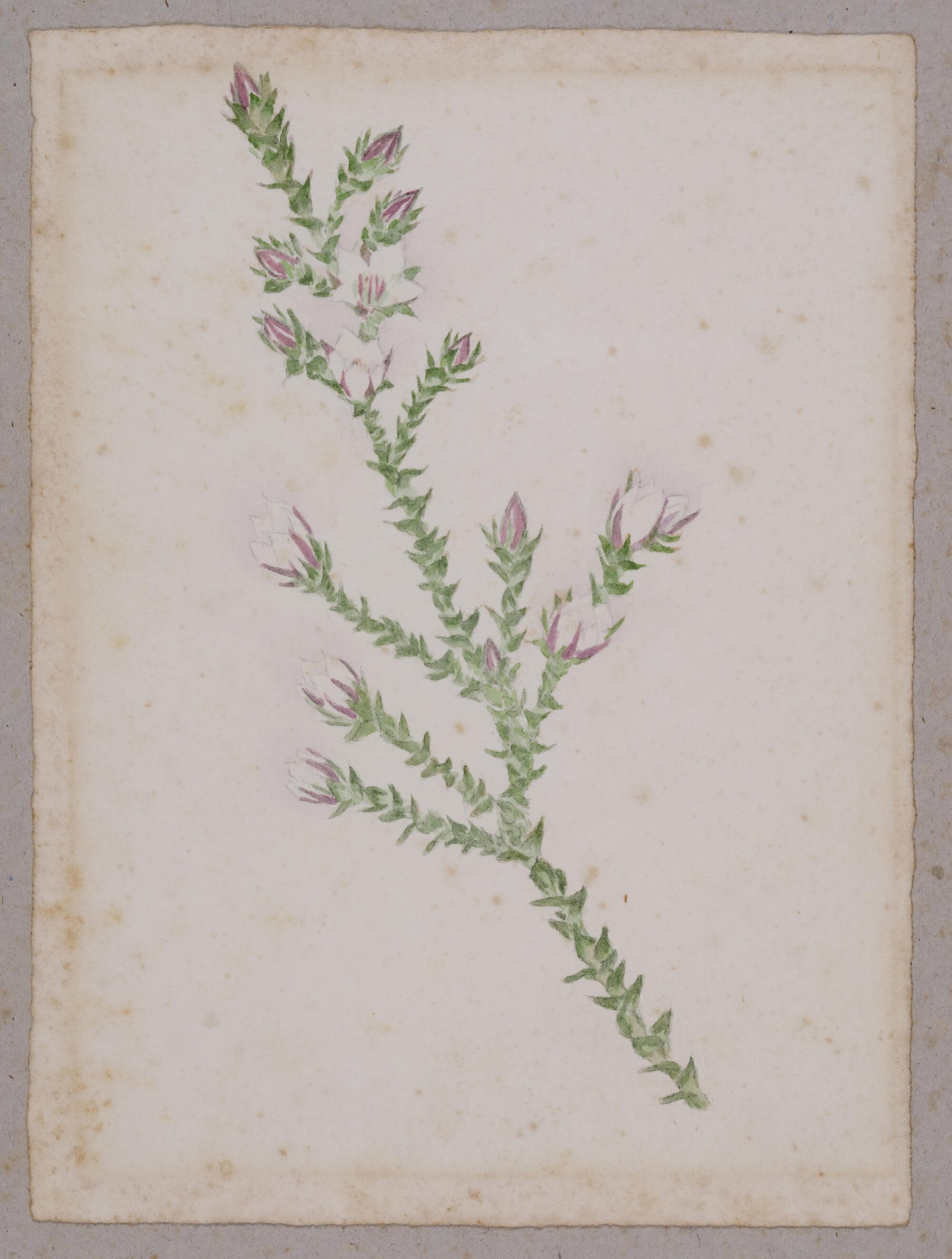 Untitled wildflower